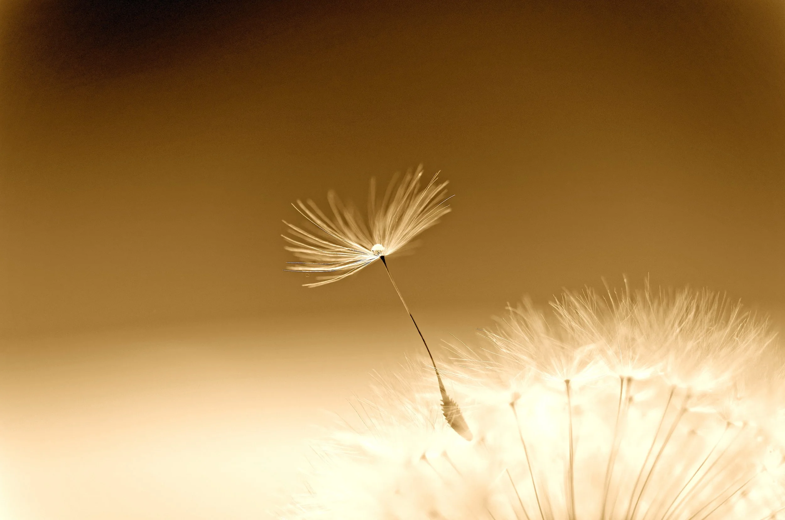 Image of a dandelion separating out on its own to illlustrate Risking Imperfection
