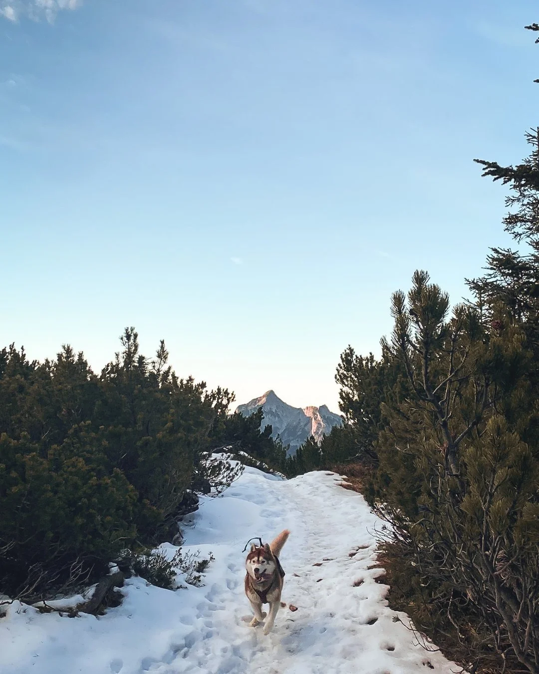 Vintervandring ved Wolfgangsee – oplev den sneklædte natur omkring BERGROSE hideaway i Østrig.