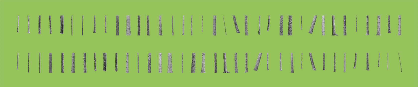 A Forest Deconstructed - Photography Exhibition Launch