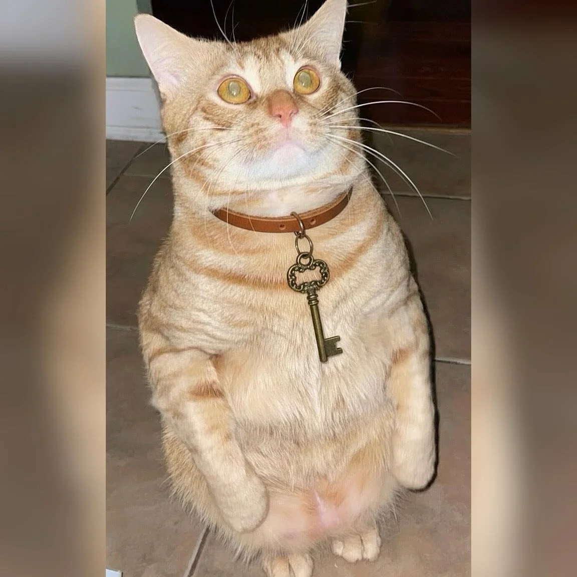 Welcome to Tales by The Hearth &mdash; a brand new corner of our world where our mom will be sharing her original stories. Heartfelt, eerie, nostalgic, and strange in all the best ways. This is the first of many to come.

🗝️ It begins with a cat on 