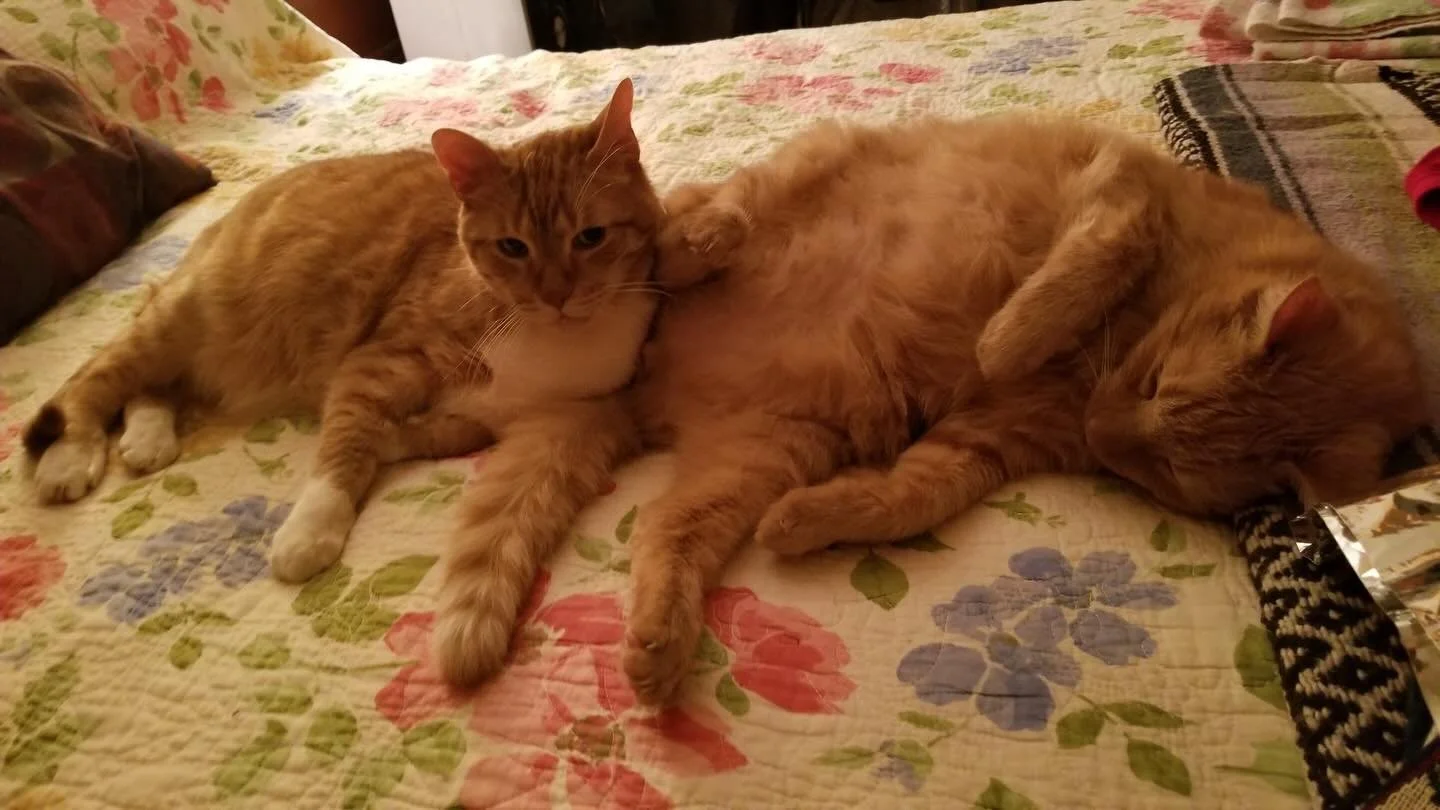 Not gone. Just somewhere softer.
The kind of presence you don&rsquo;t see anymore, but still feel in everything.

Kirby and Marmalade.

Our love didn&rsquo;t go anywhere. It&rsquo;s still here, still moving, still shared with Joby and Tanuki.
I could