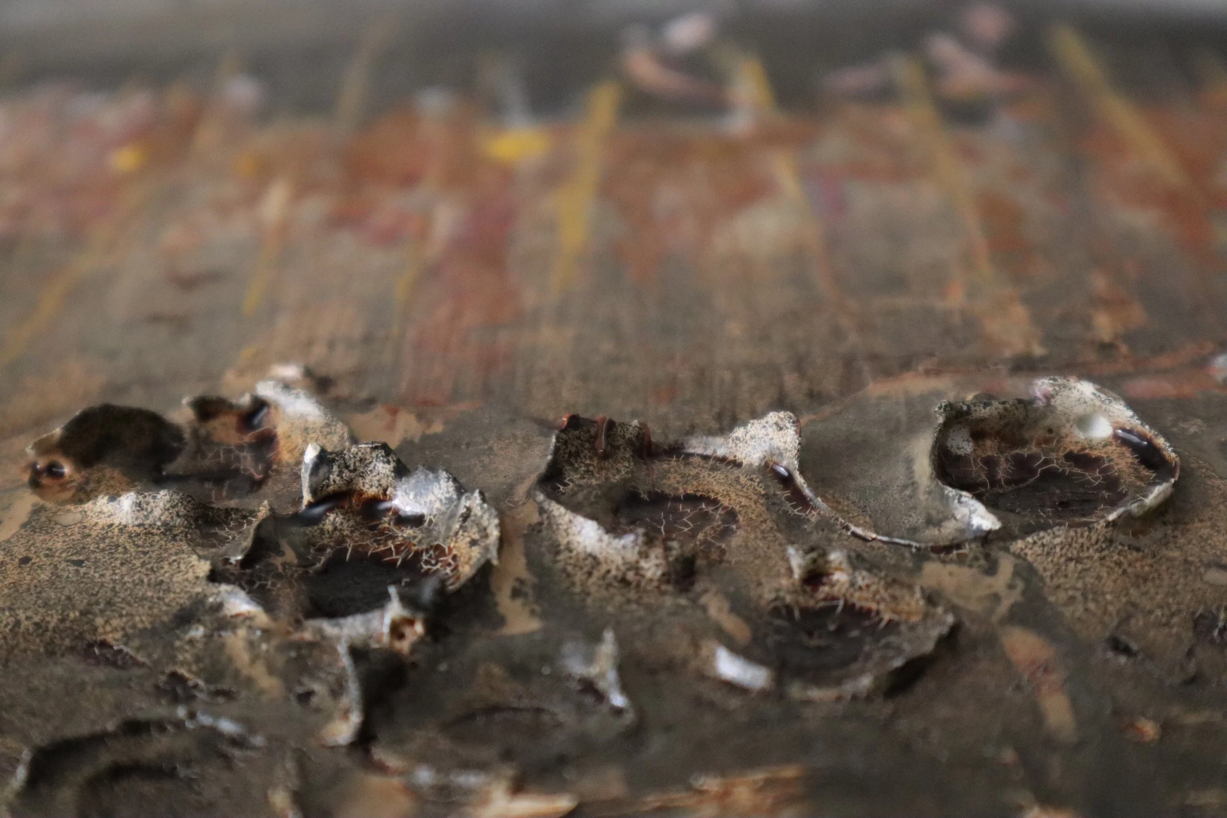 Woodberry Wetland Detail 2.jpg