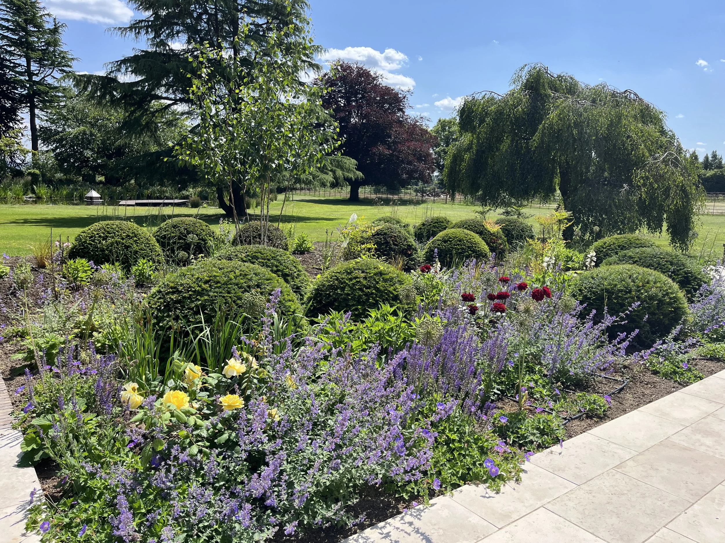 extensive-shrubbery-yew-domes-sevenoaks-garden-design-original.jpeg