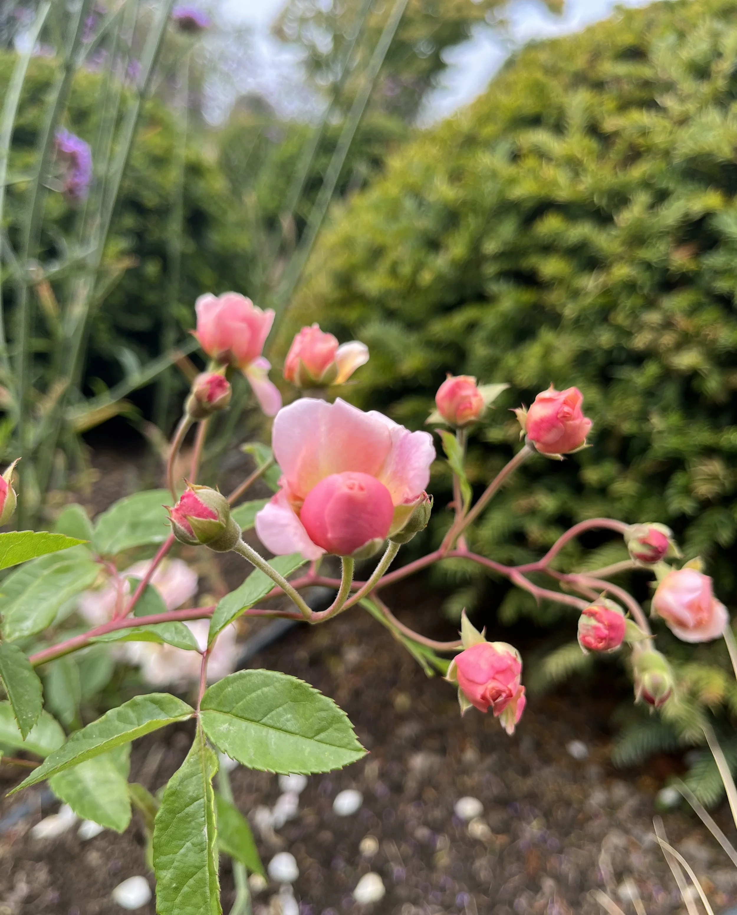 rose-cornelia-shrub-rose-sevenoaks-garden-design.jpeg