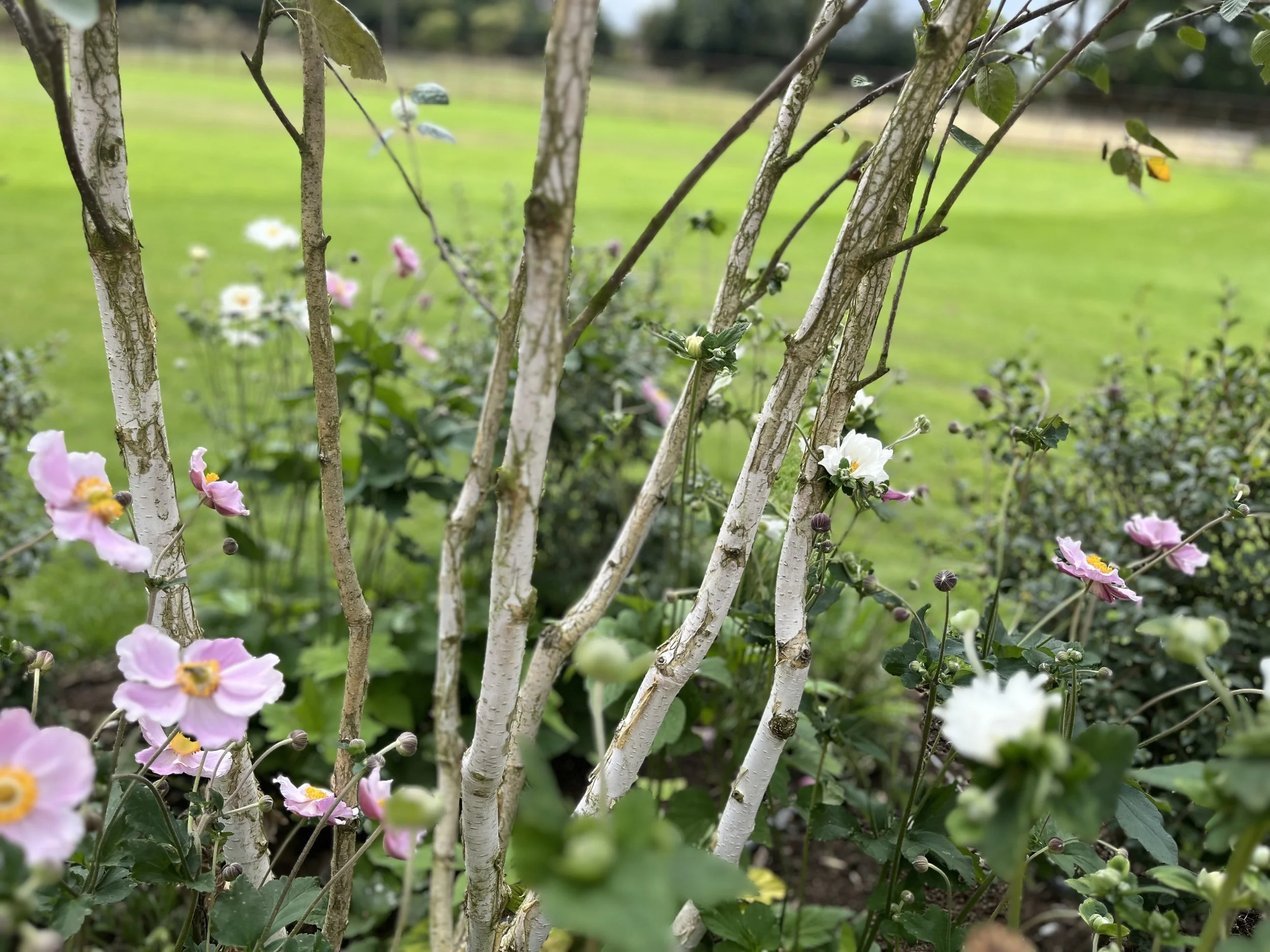 silver-birch-japanese-anenomes-sevenoaks-garden-design.jpeg