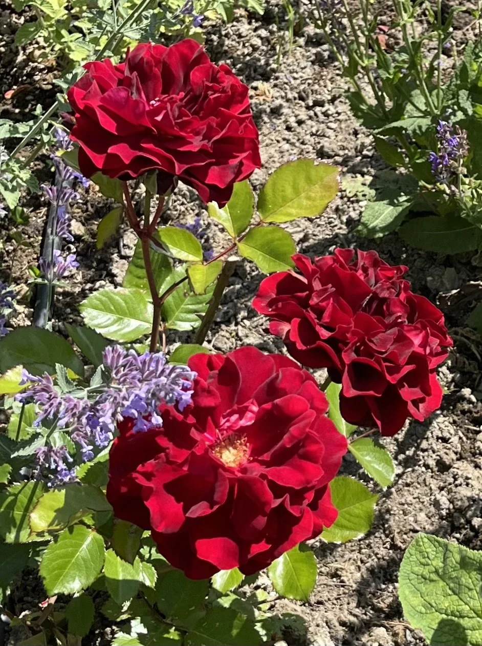 rose-flower-border-seveonaks-garden-design.jpeg