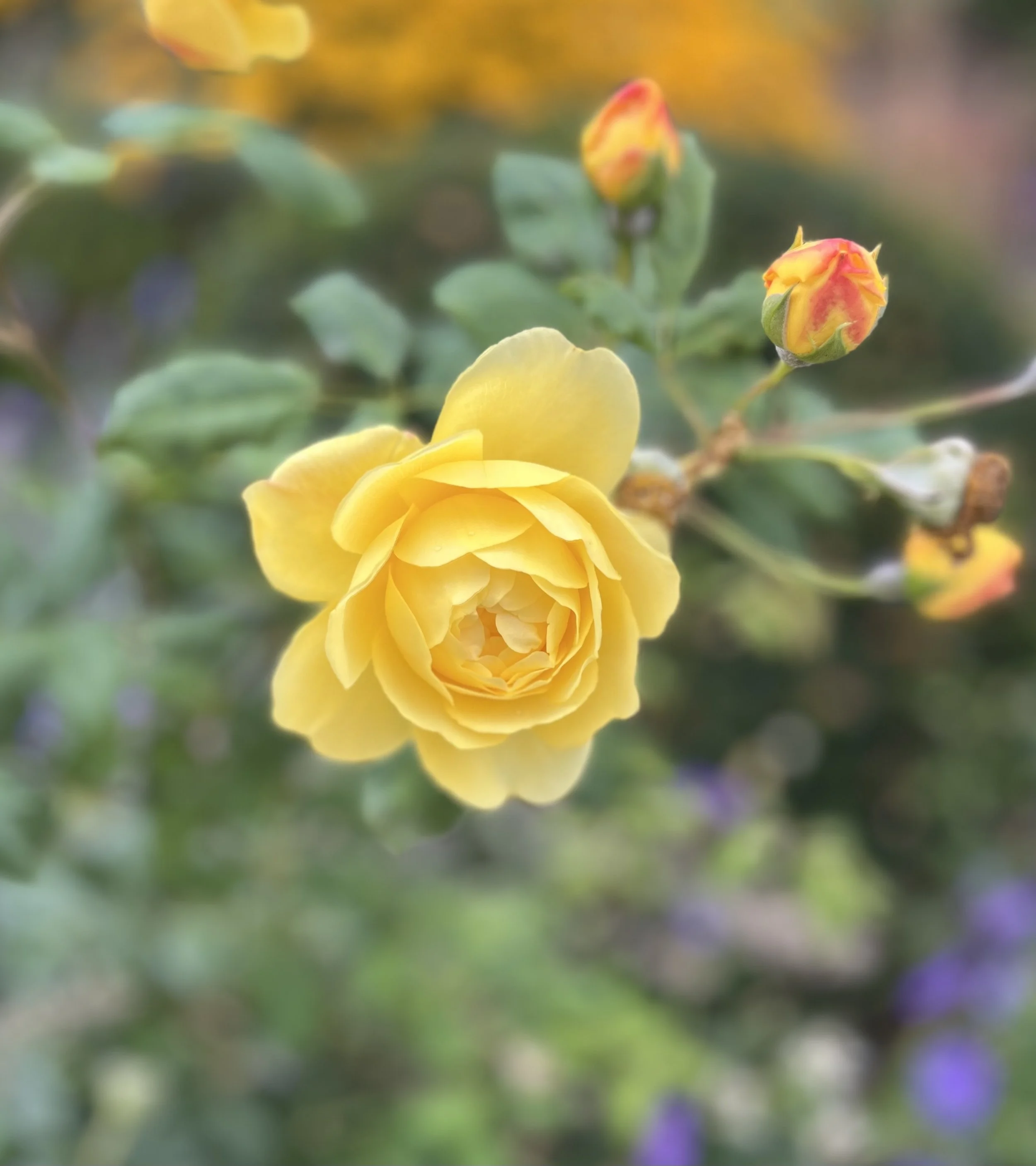 our-rose-yellow-shrub-rose-flower-border-garden-design.jpeg