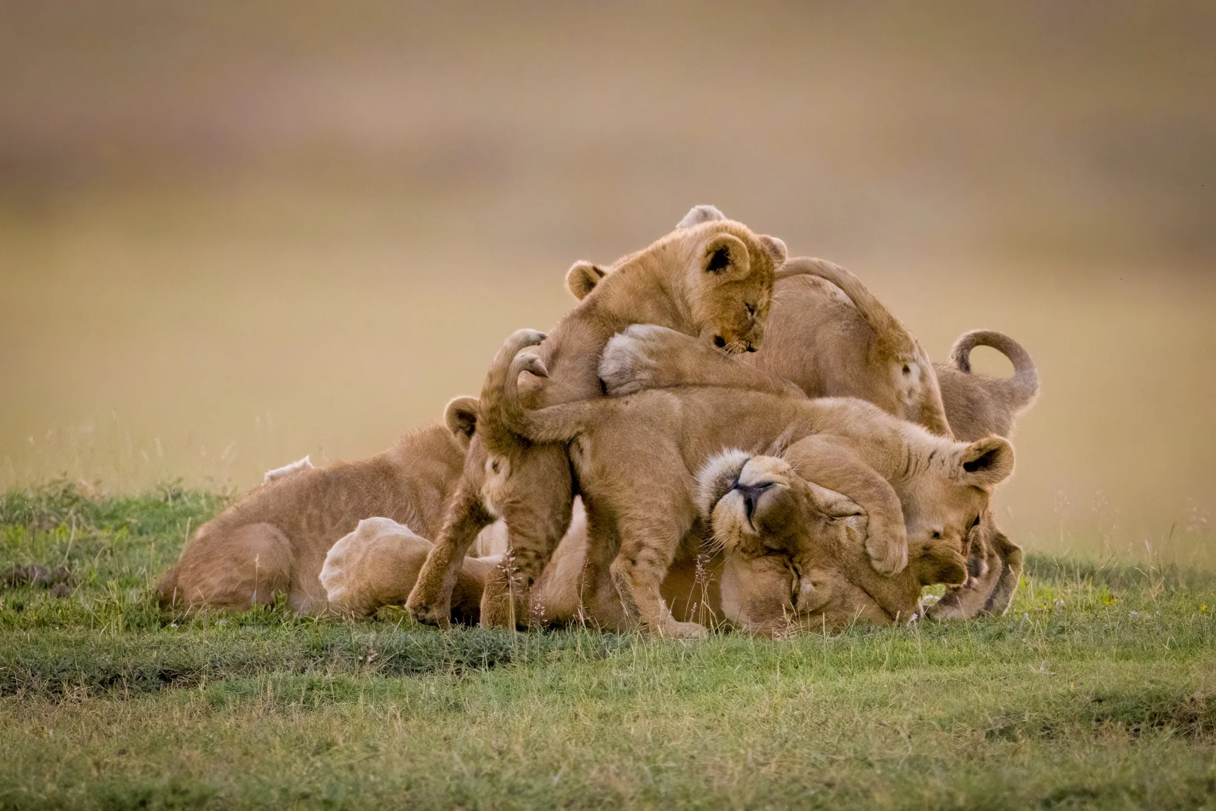 A group of lion cubs play and cuddle on the grass with a lioness, set in a grassy plain with soft blurred background.