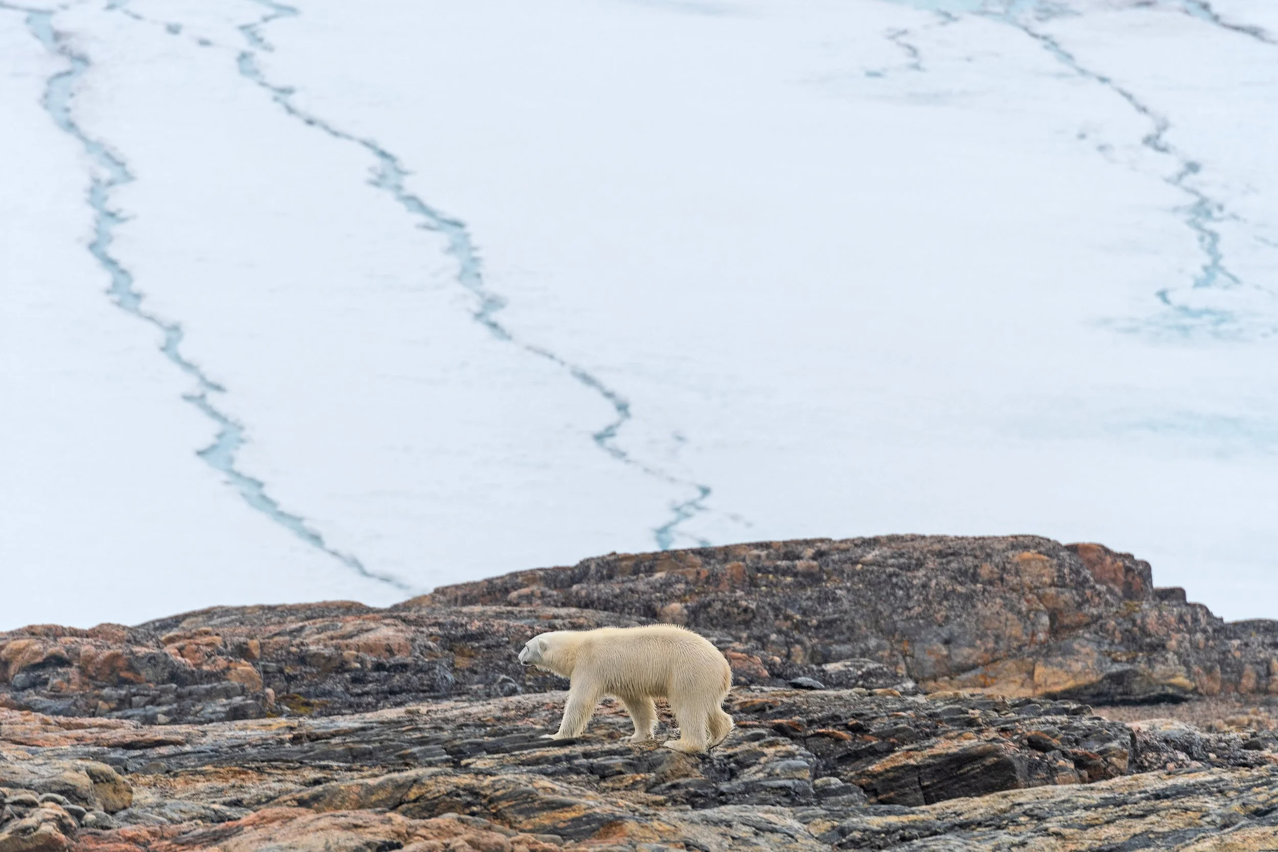 A polar bear walking on rocky terrain with an icy glacier in the background.