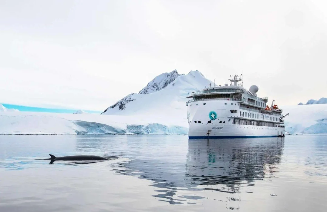 Large white cruise ship in icy Antarctic waters with a whale swimming nearby, snow-covered mountains in the background.