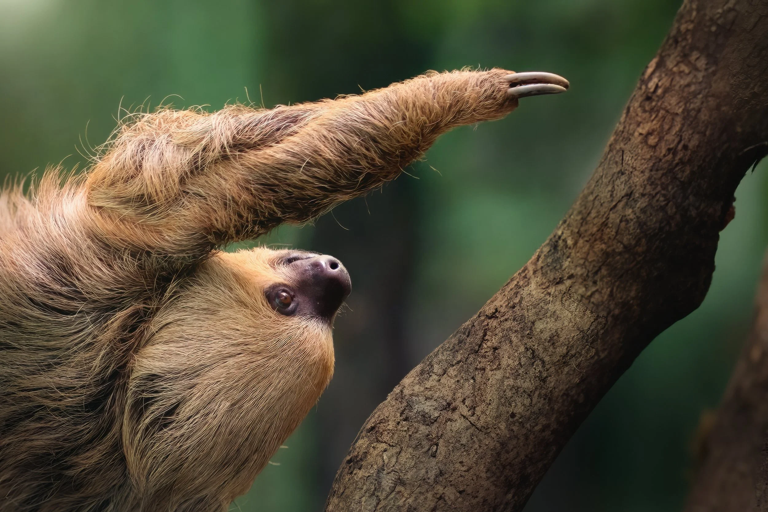 A sloth hanging upside down from a tree branch with its long arm extended and claws gripping the branch, its face partially visible with dark eyes and nose.