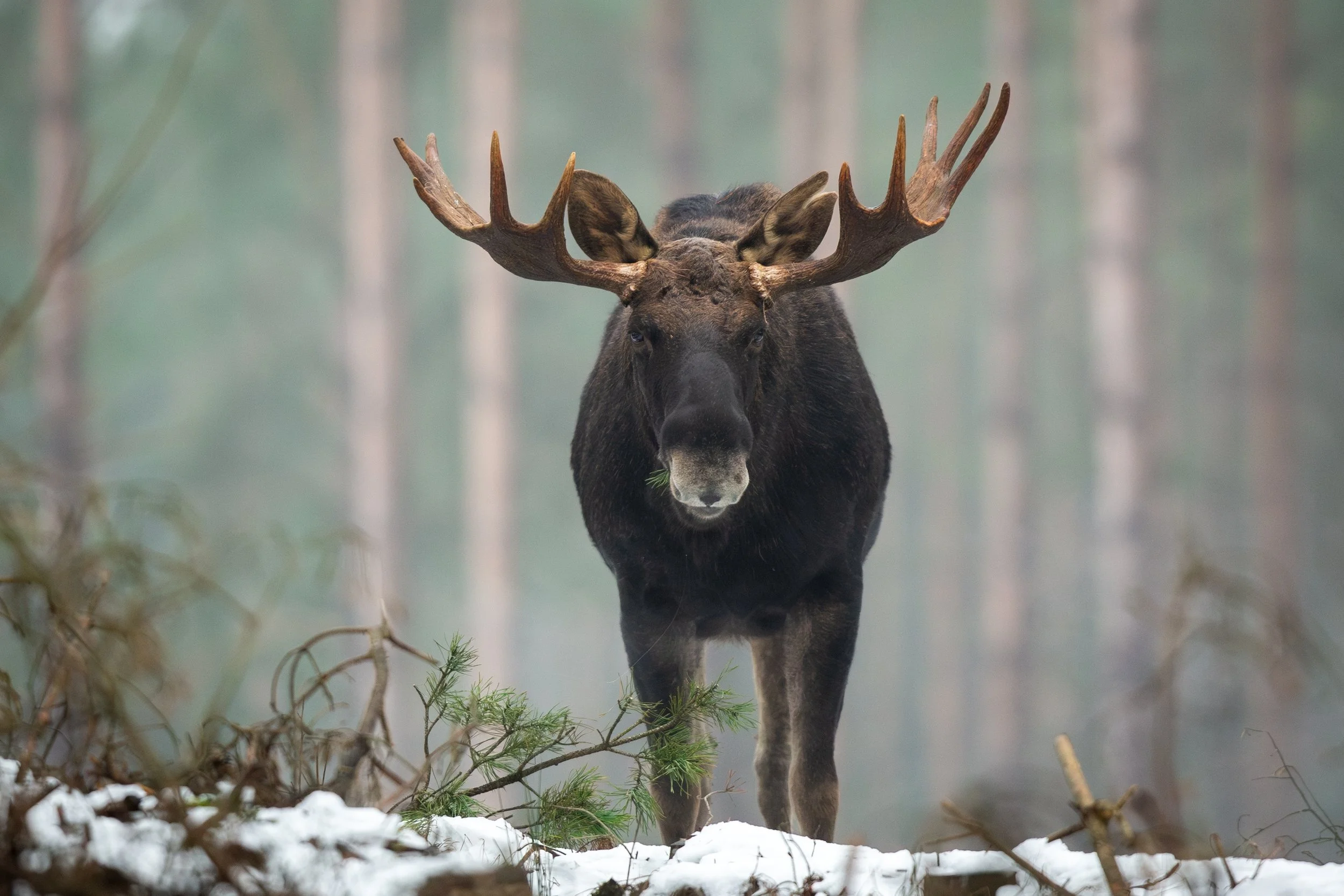 A moose standing on snow-covered ground in a forest, facing forward with large antlers and surrounded by trees.