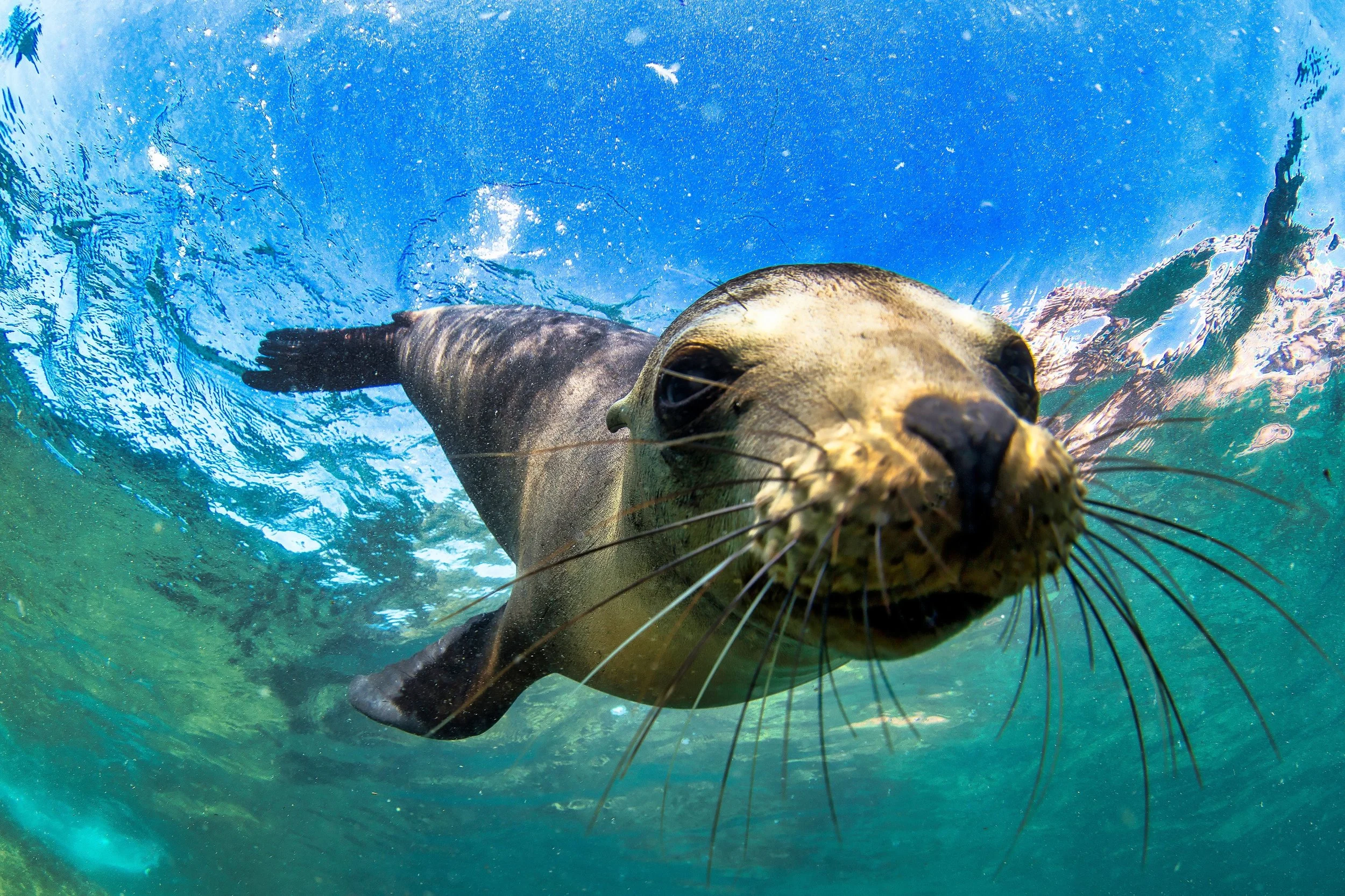 A seal swimming underwater close-up, facing the camera, with water and reflections visible above and behind.