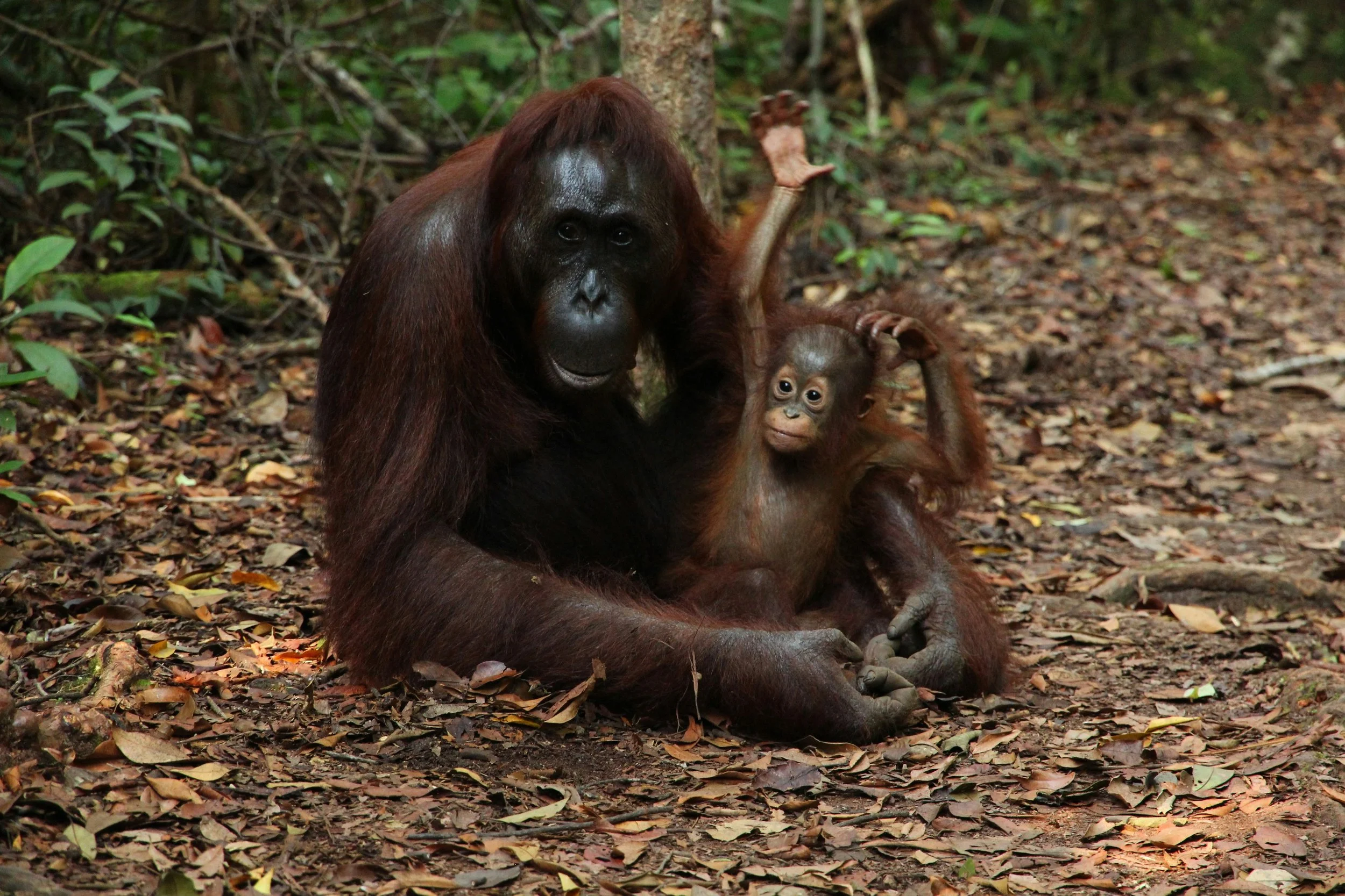 A large adult orangutan sitting on the forest floor with a baby orangutan, holding its head and playing with it, surrounded by leaves and trees.
