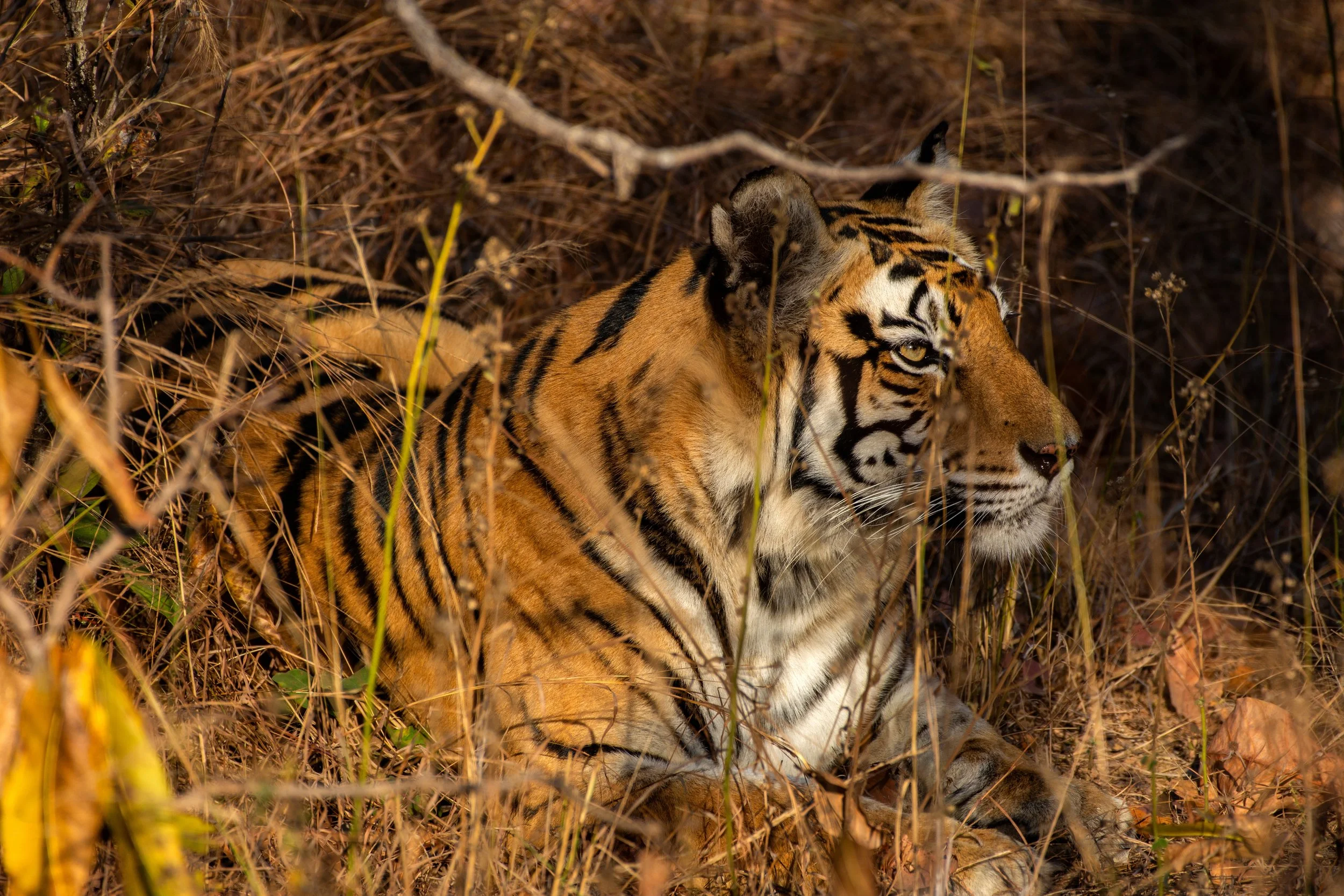 A tiger lying in dry grass and foliage, looking to the right.