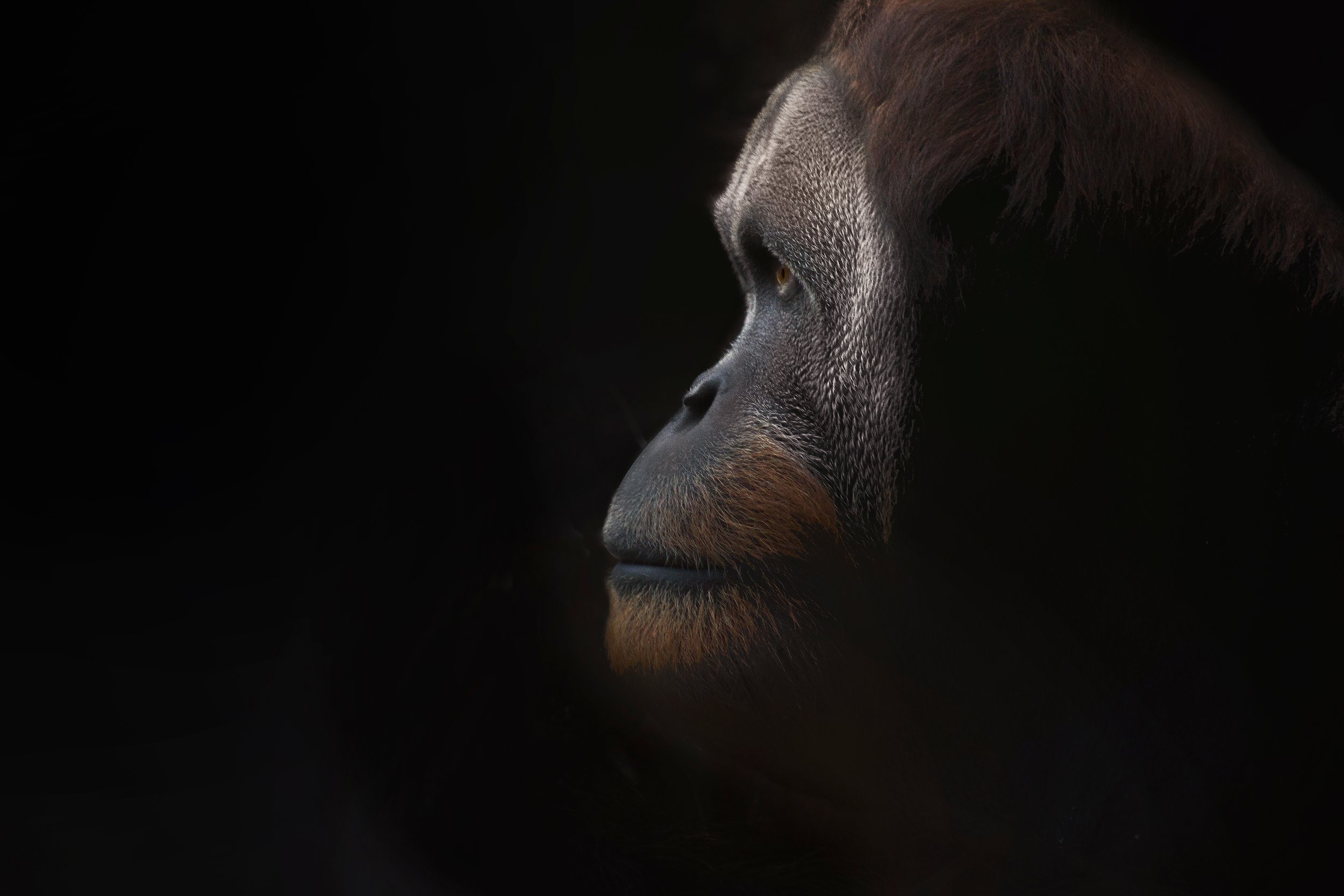 Singapore & Malaysia (inc. Borneo)