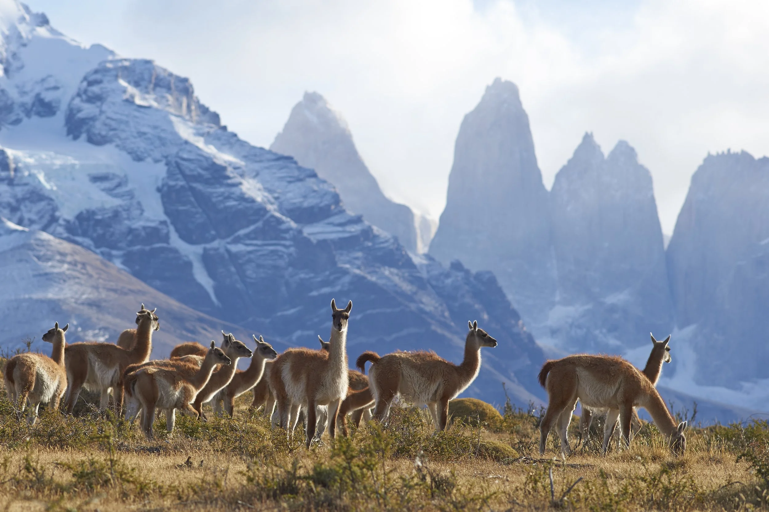 A group of llamas grazing on grass with mountains in the background.