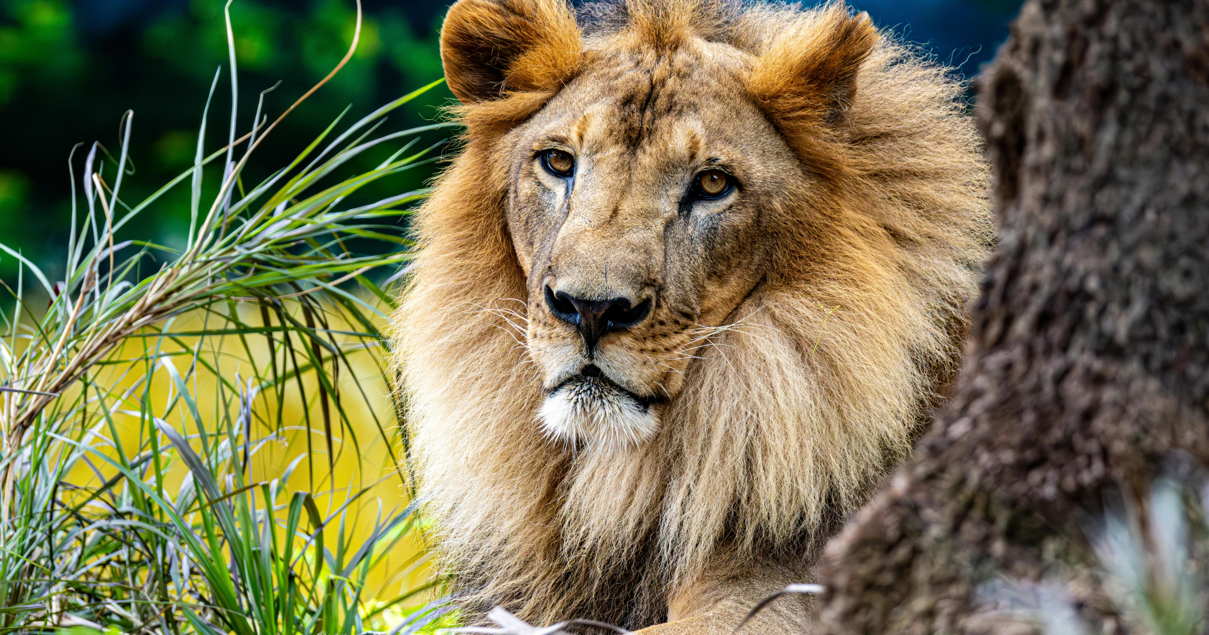 Close-up of a male lion with a thick mane, part of a tree trunk and green foliage in the background.