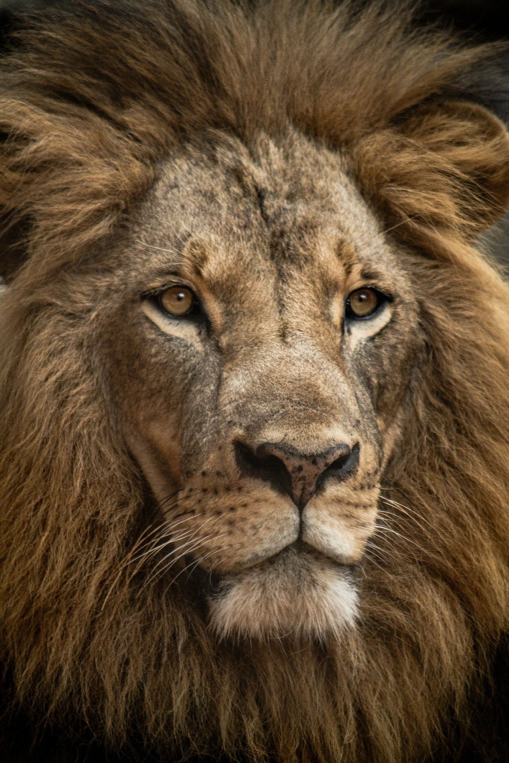 Close-up of a male lion's face with a thick mane and intense eyes.