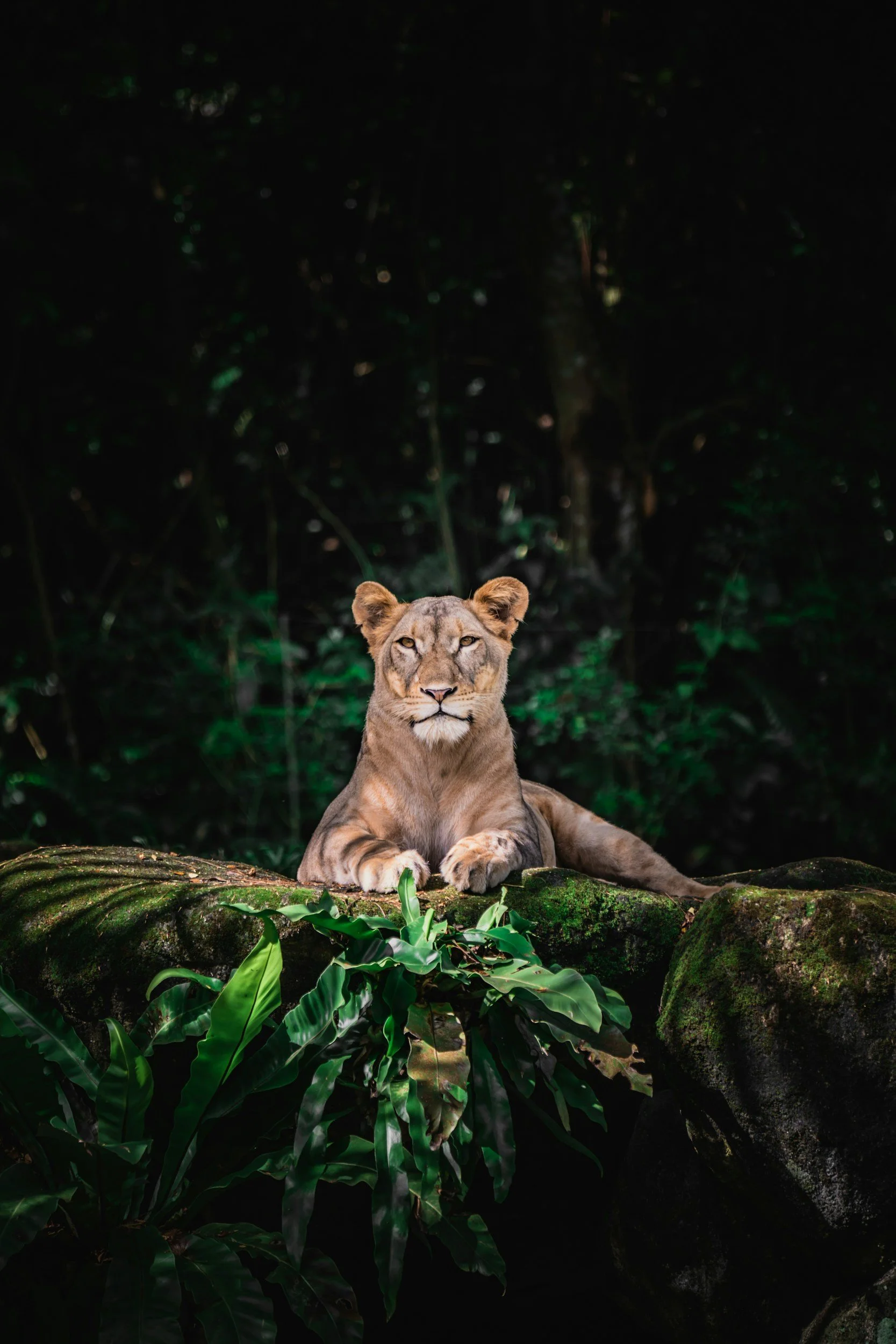 A lioness lying on a moss-covered log in a lush, dark jungle with green foliage in the background.
