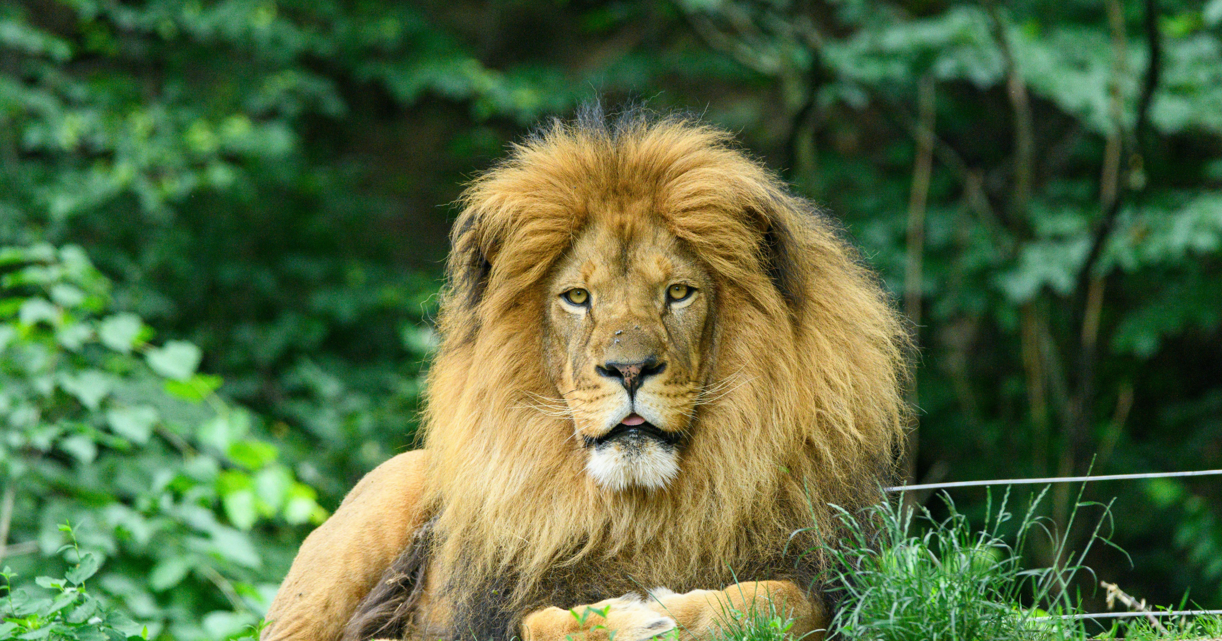 A male lion lying in a lush green forest, looking directly at the camera.