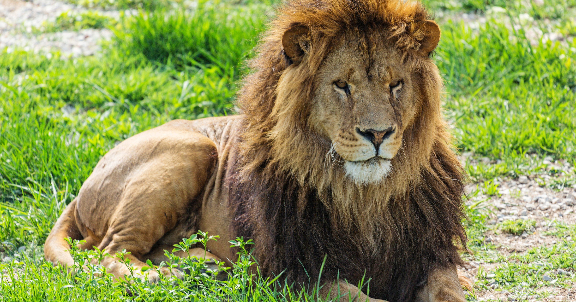 A male lion resting on the grass with a lioness lying beside him in a lush green setting.