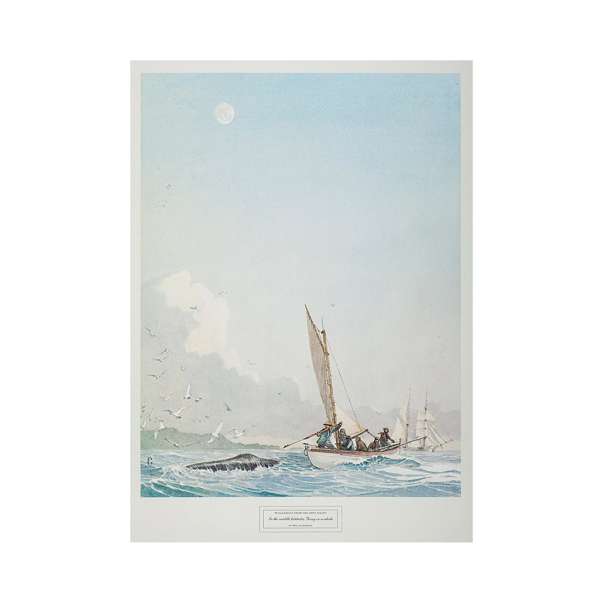 whaleboat daisy web.jpg