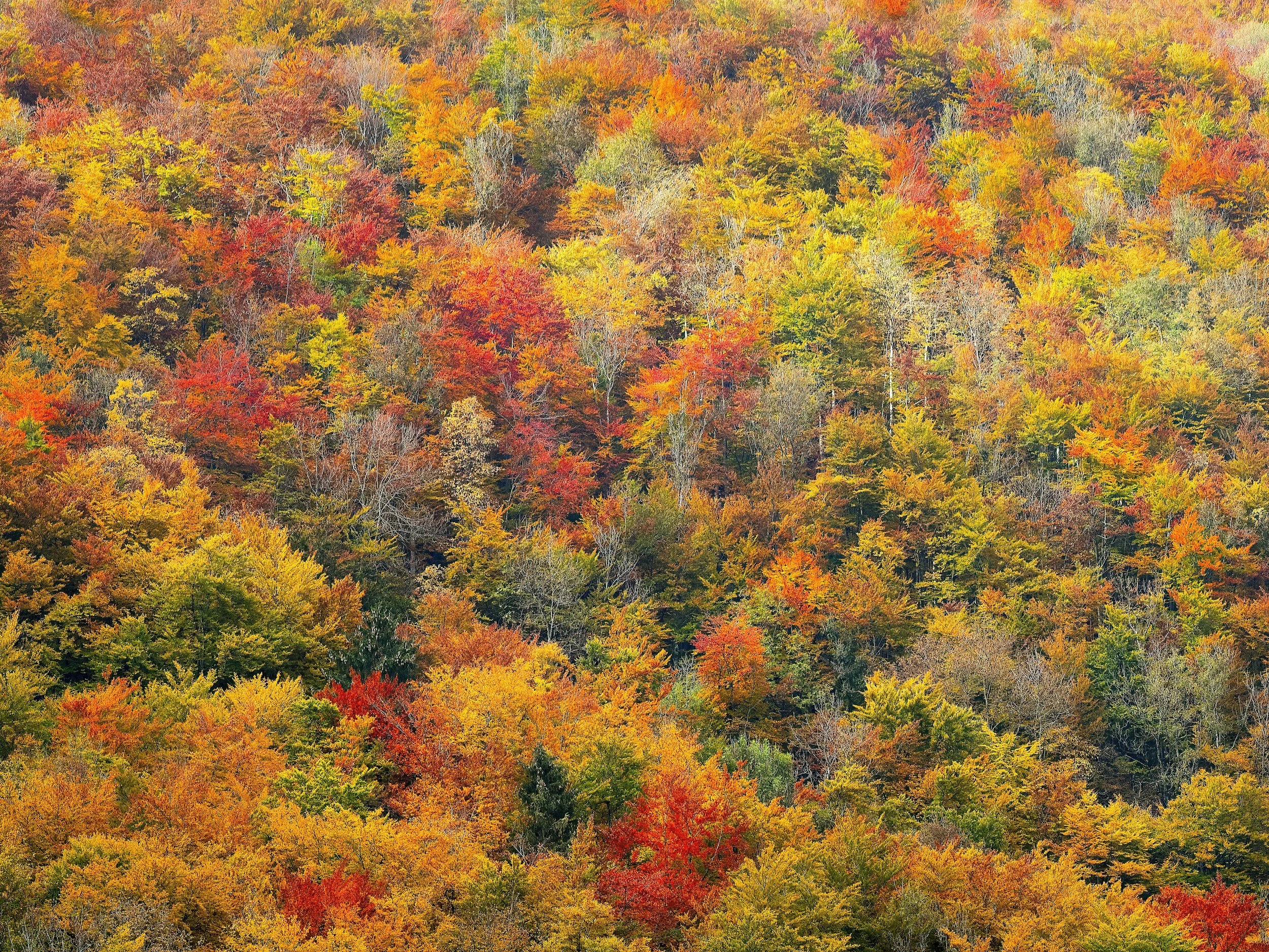 Lessons From the Leaves: What Autumn Teaches Kids and Adults