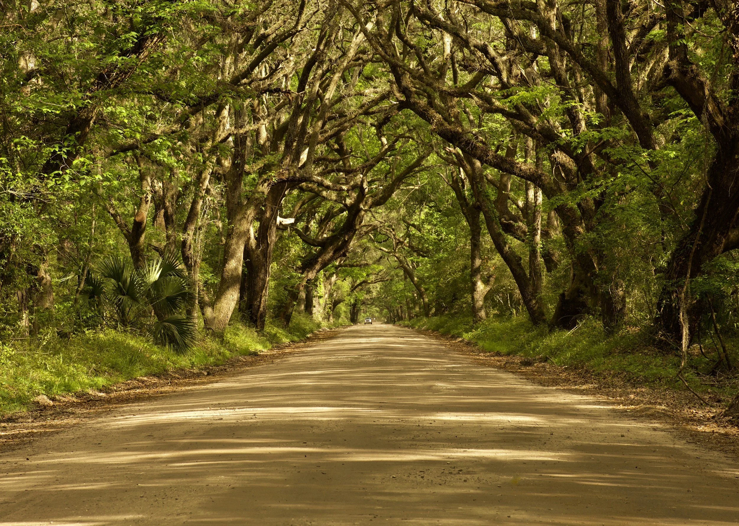 A dirt road running through a forest with large, twisted trees overhead creating a canopy, sunlight filtering through the leaves.