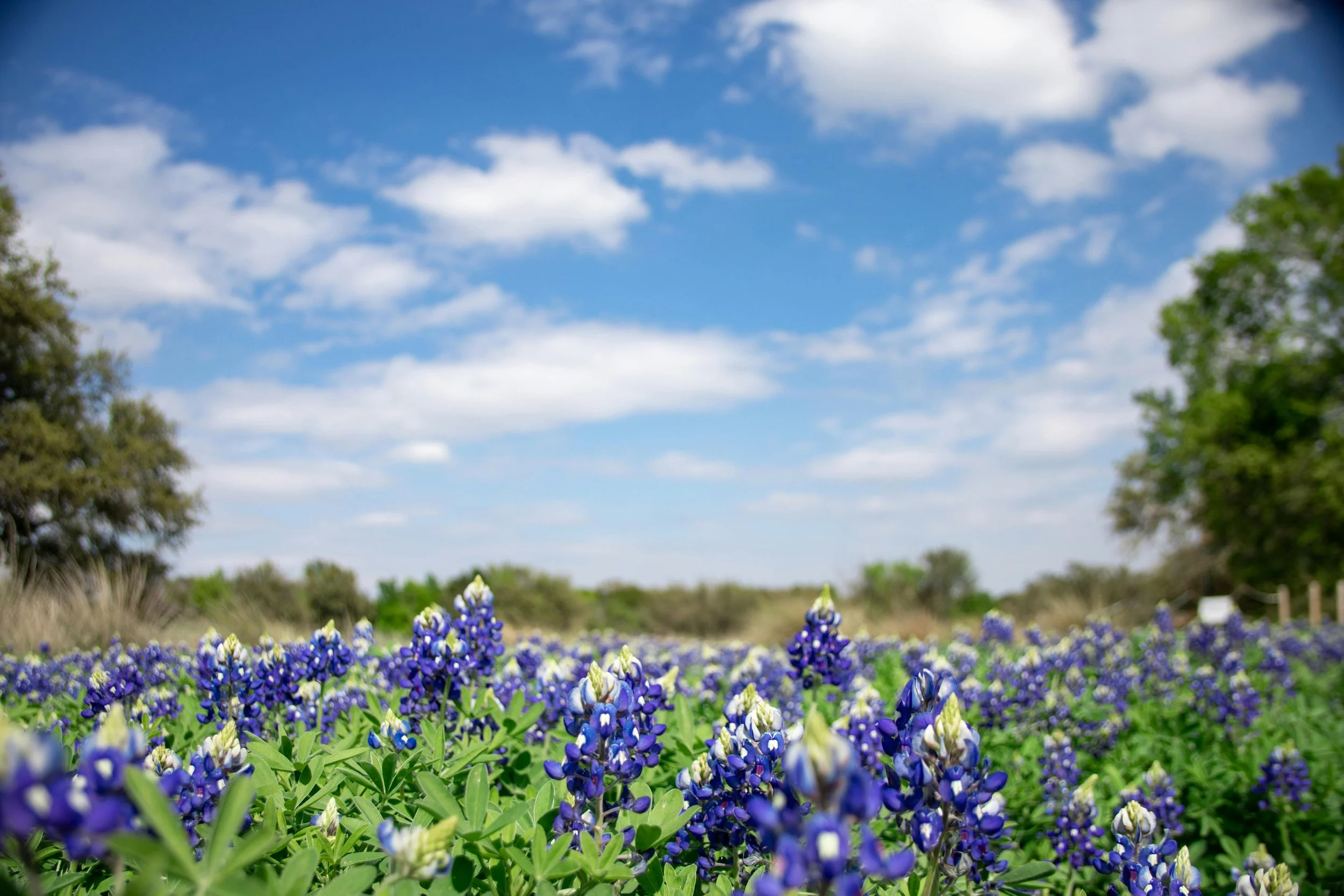 Field of blooming purple and white flowers under a partly cloudy blue sky with trees in the background.