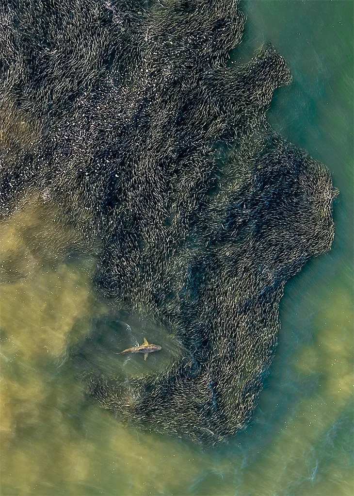 Shark_Oceans (1).jpg