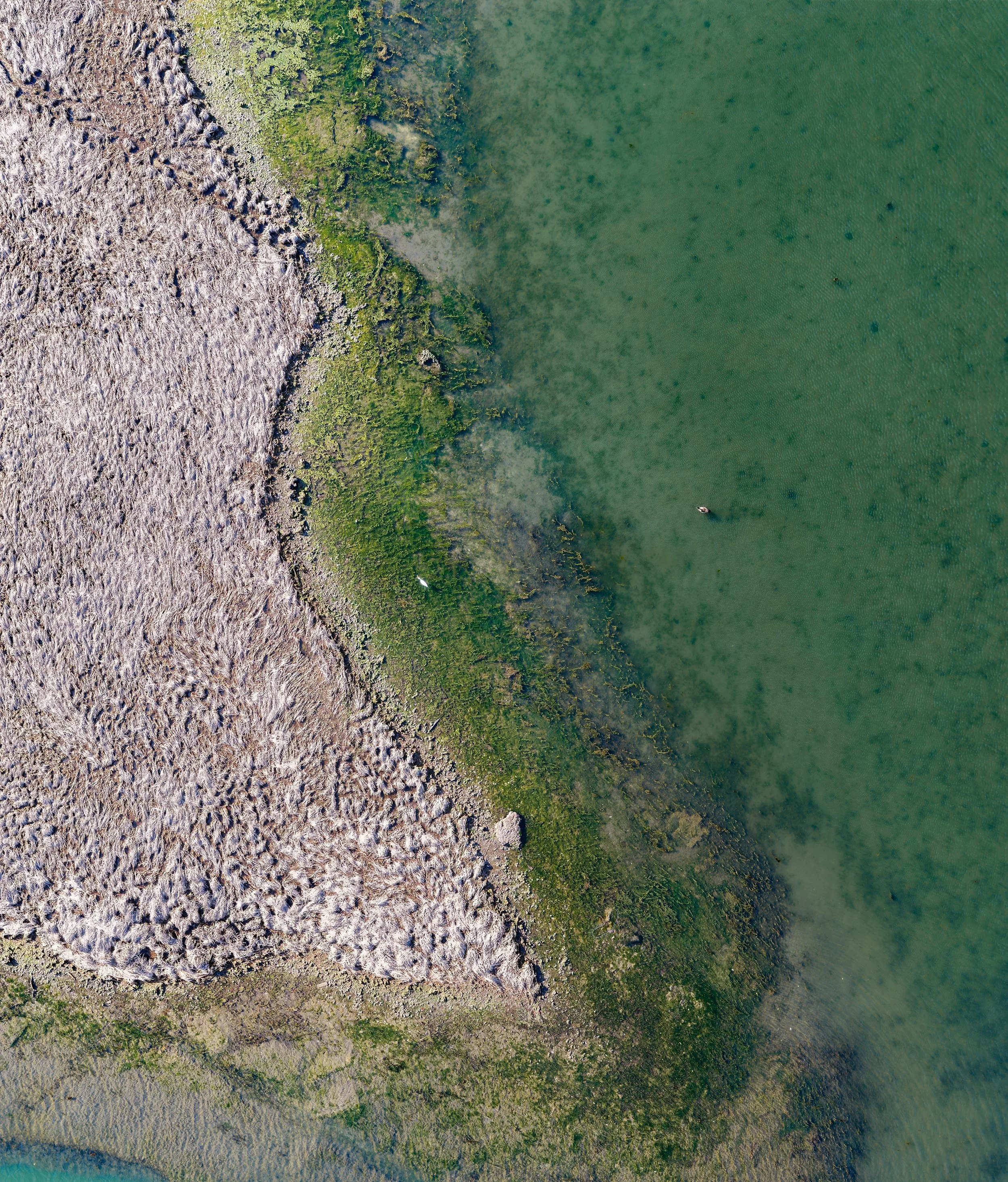  The marsh edge becomes more visible from above, revealing the boundary between dry vegetation to submerged aquatic growth and shallow water. 