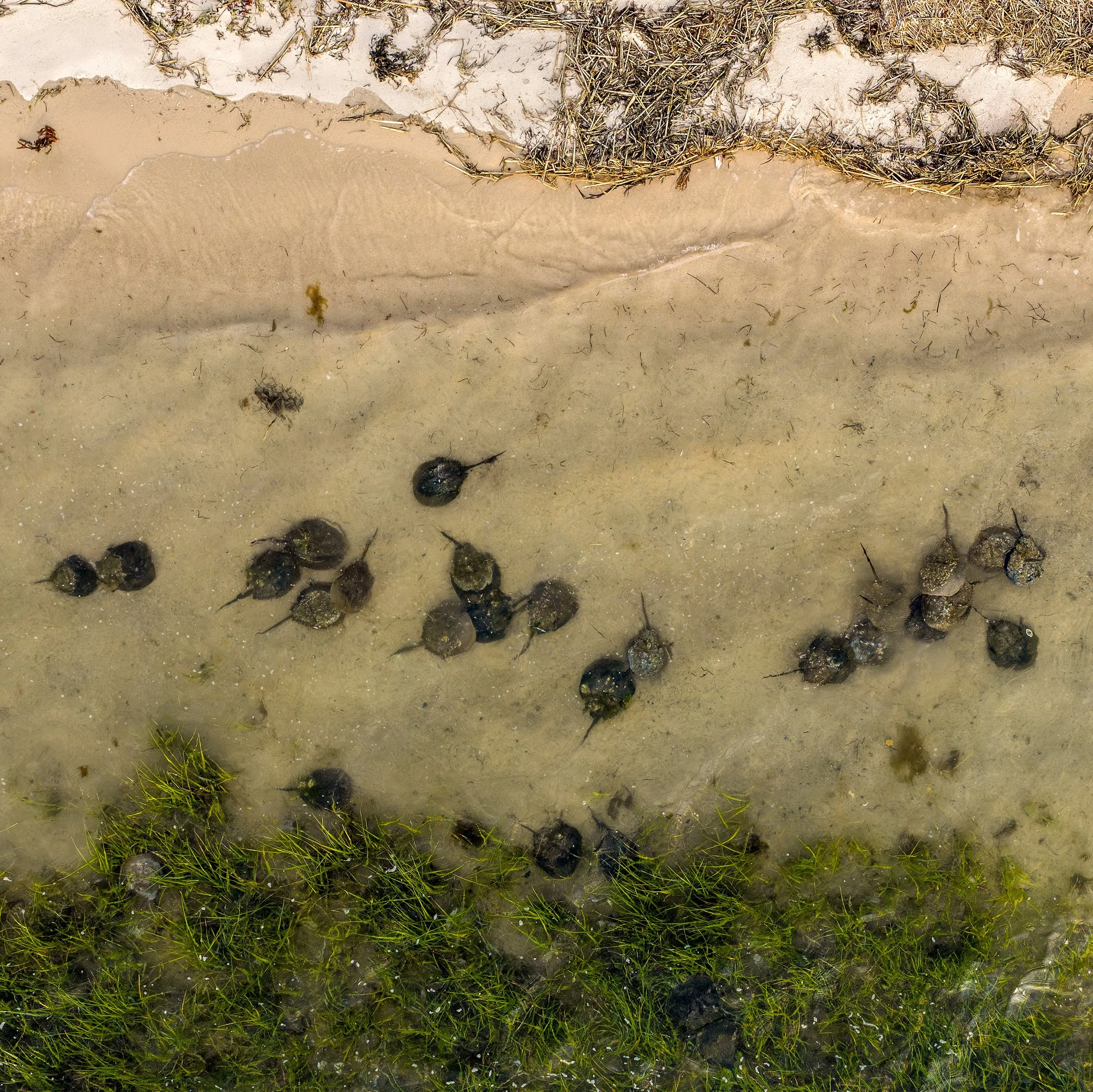 Horshoe-Crabs_CCE_Image-2_Website.jpg