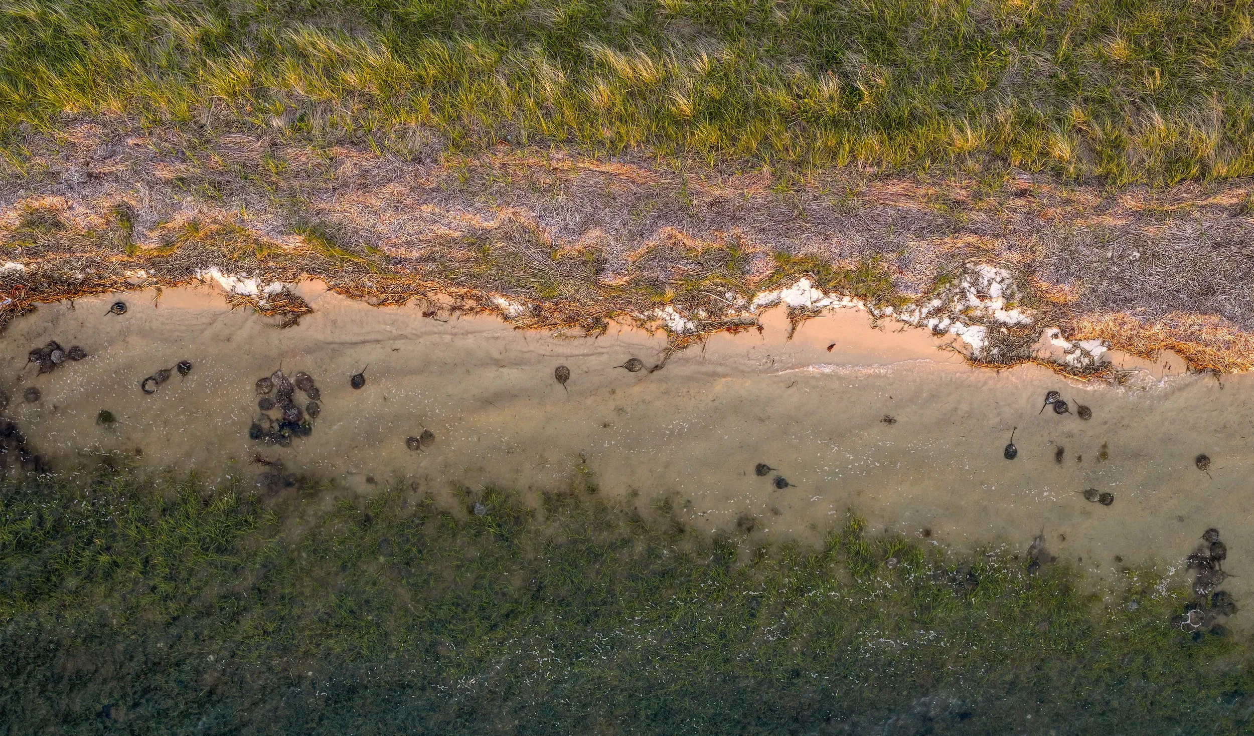 HS Crabs Image 6.jpg