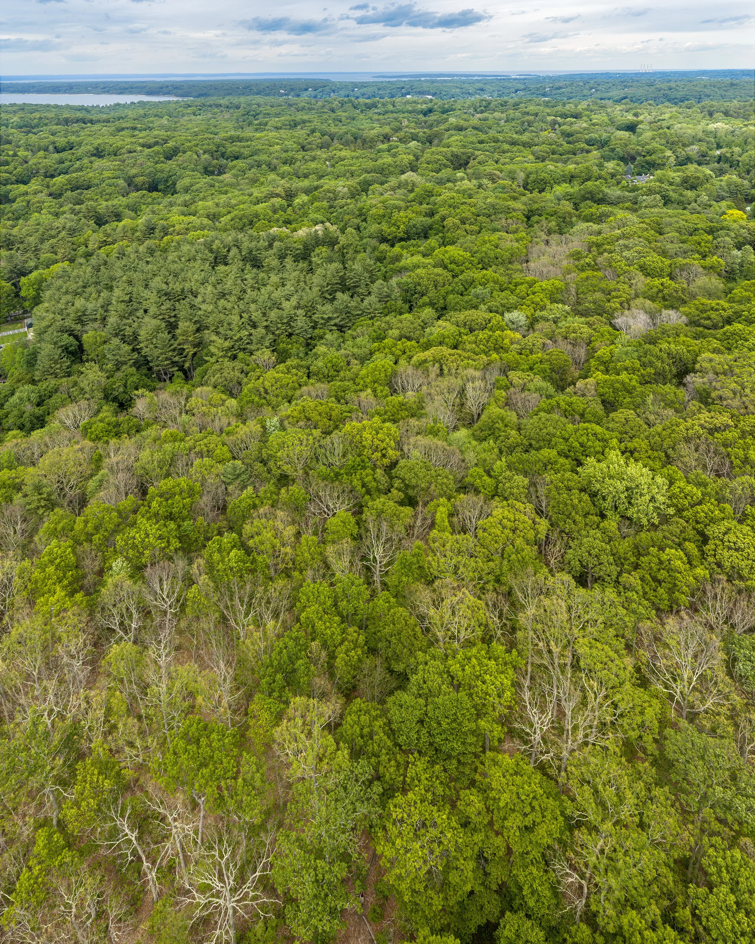 Beech Leaf Disease-Image 5.jpg