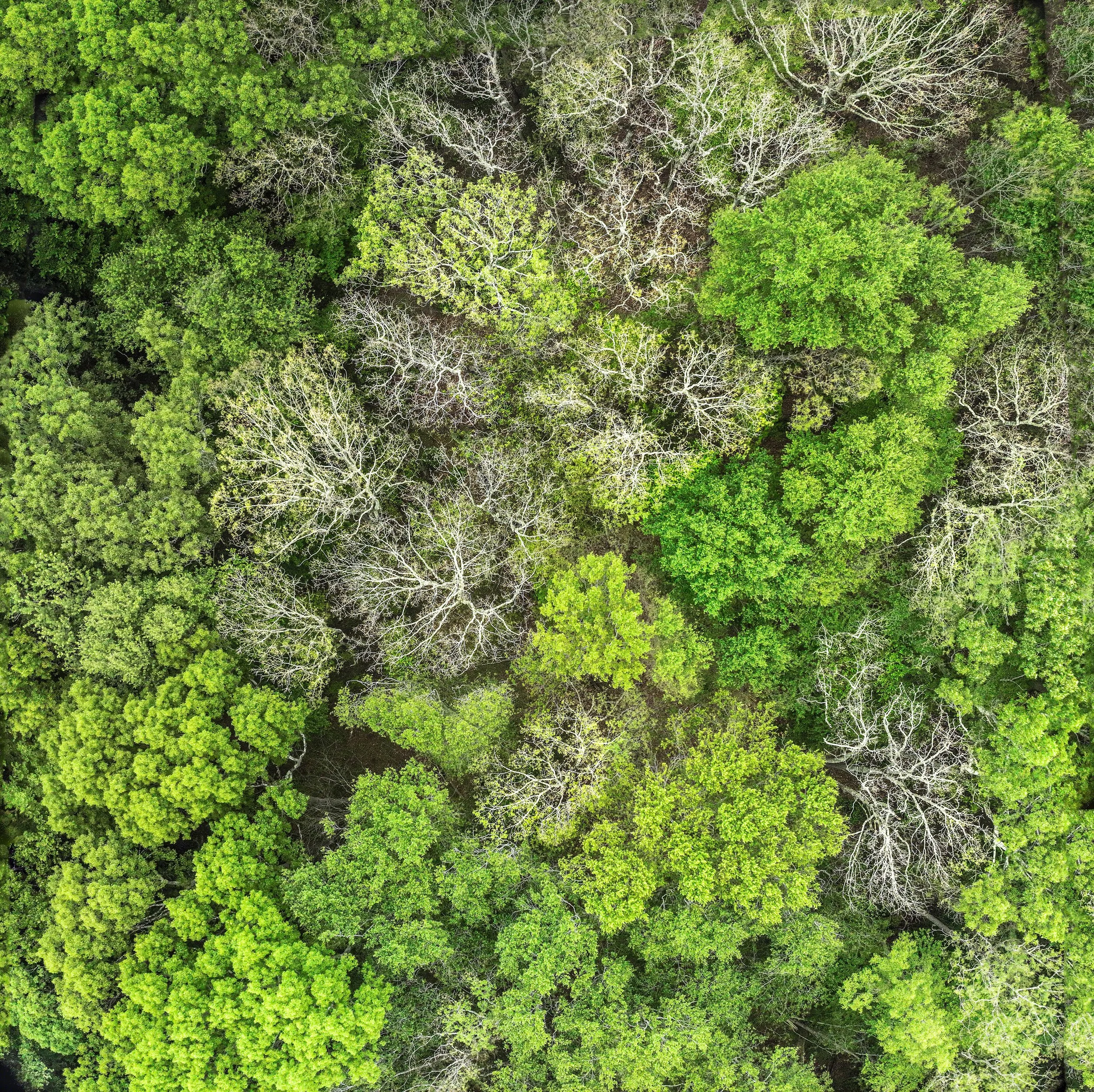 Beech Leaf Disease-Image 1.jpg