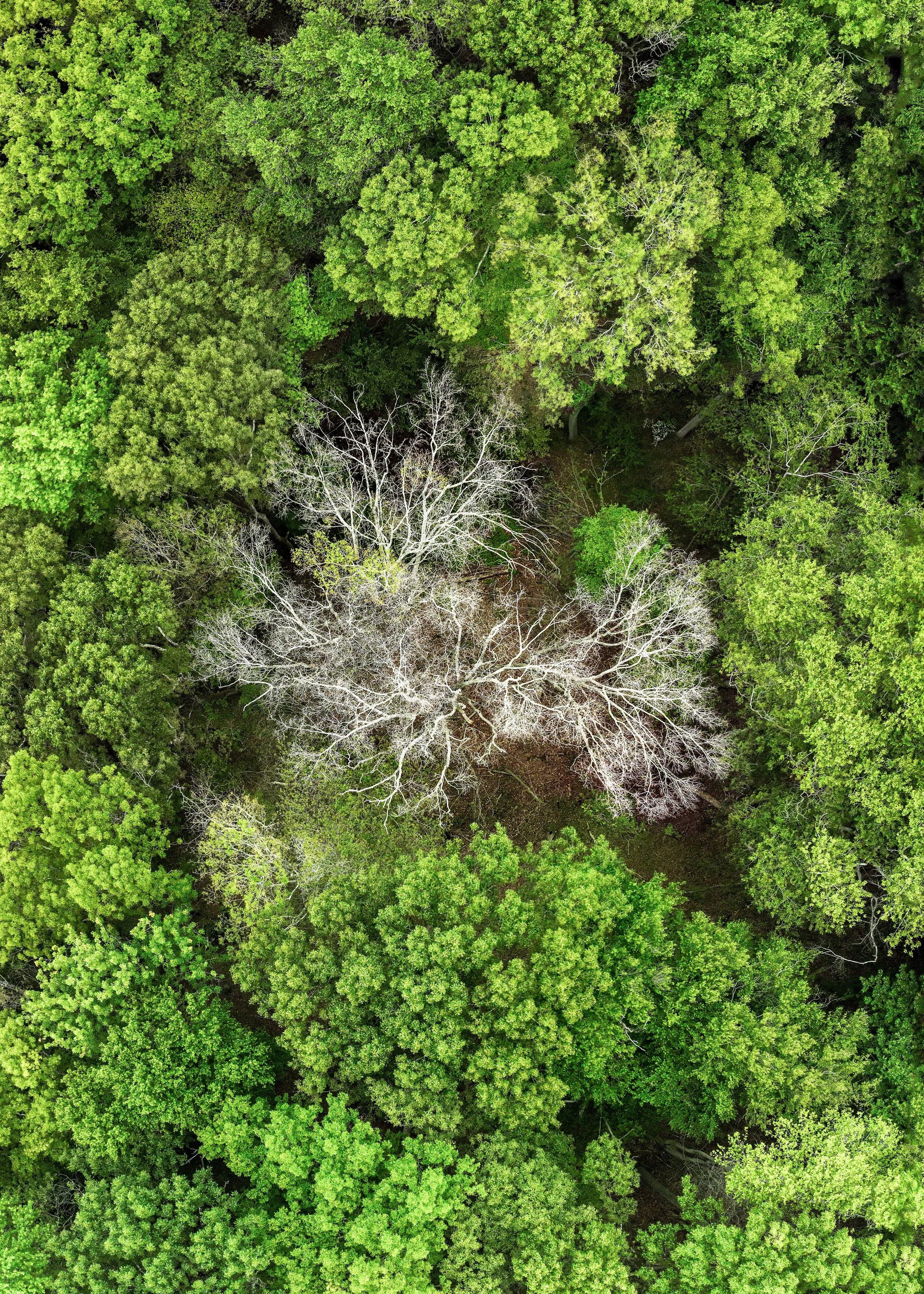 Beech Leaf Disease_Image 1_Social (5x4).jpg