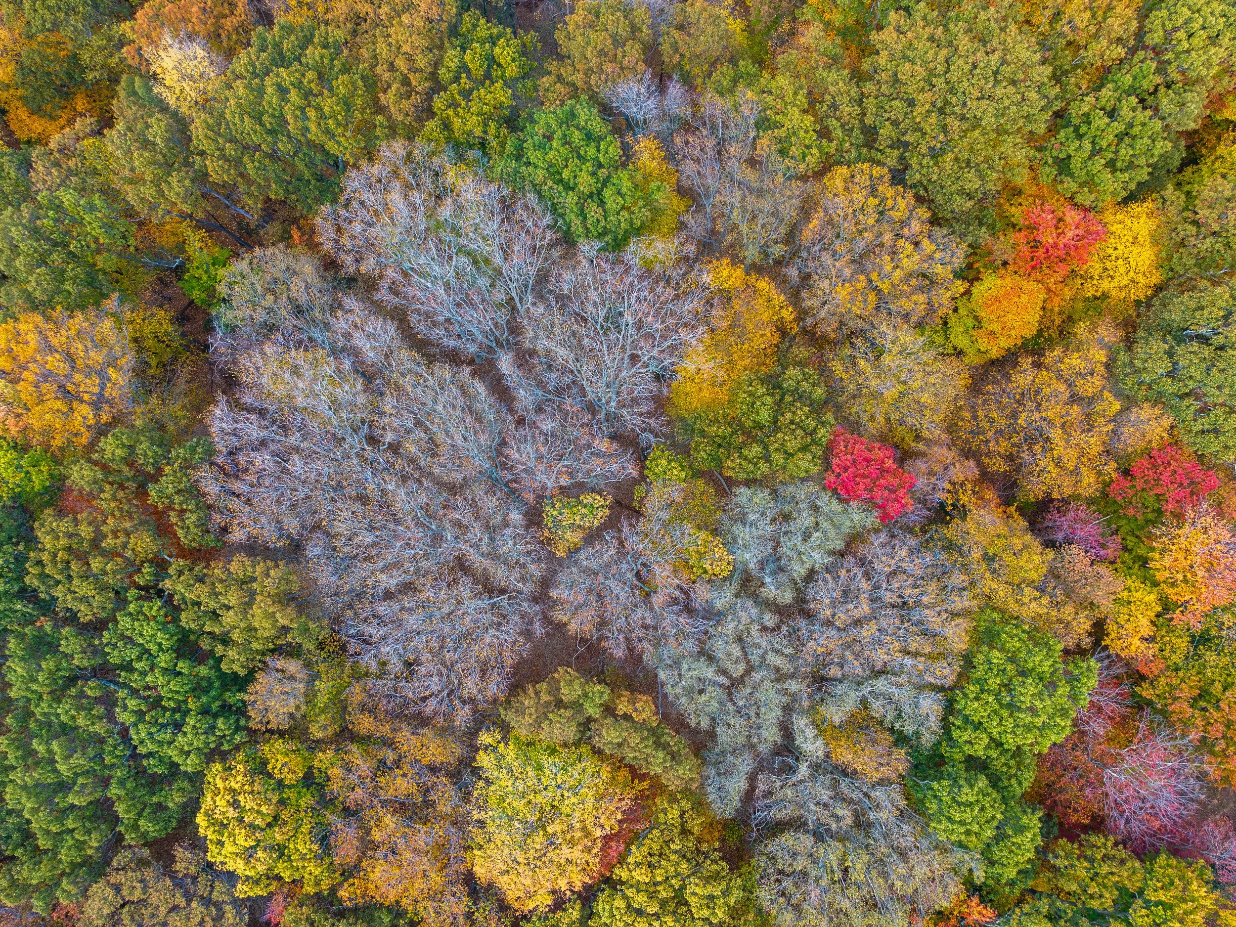 Drone Imagery for Forest Health Monitoring: Lessons from a Beech Leaf Disease Project