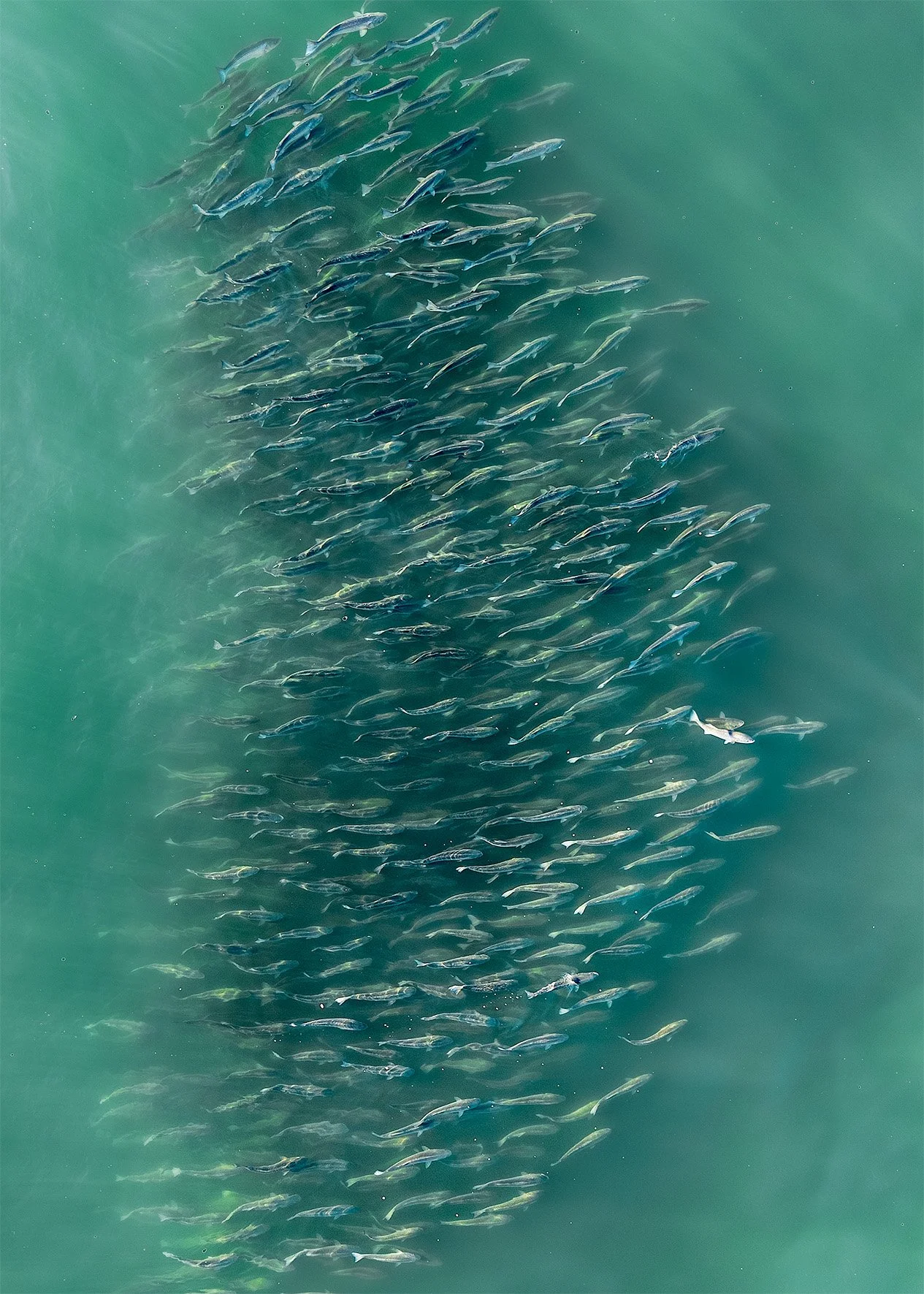 Striped Bass Instagram (1).jpg