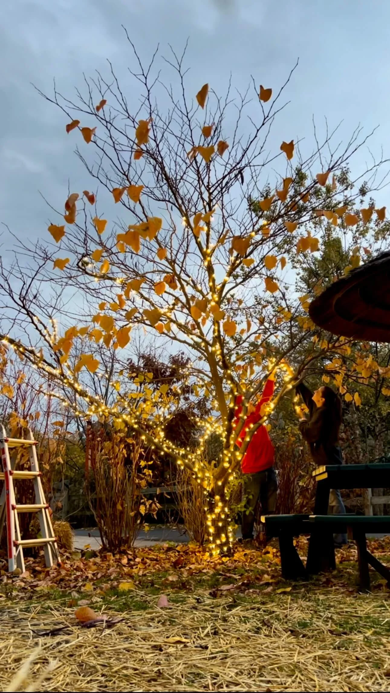 SHINE Owner Jenn and pro installer Sean are doing Christmas light choreography as they wrap warm white light strings in a tree at the zoo in Syracuse in 2022 on a fall evening at dusk.