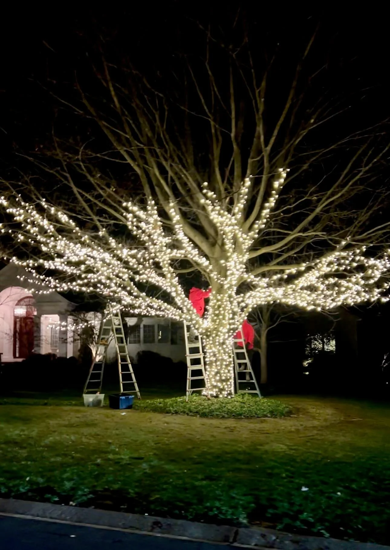 SHINE professional Christmas light installation work on wrapping a large tree's branches and limbs with warm white LED light strings from ladders in the night.
