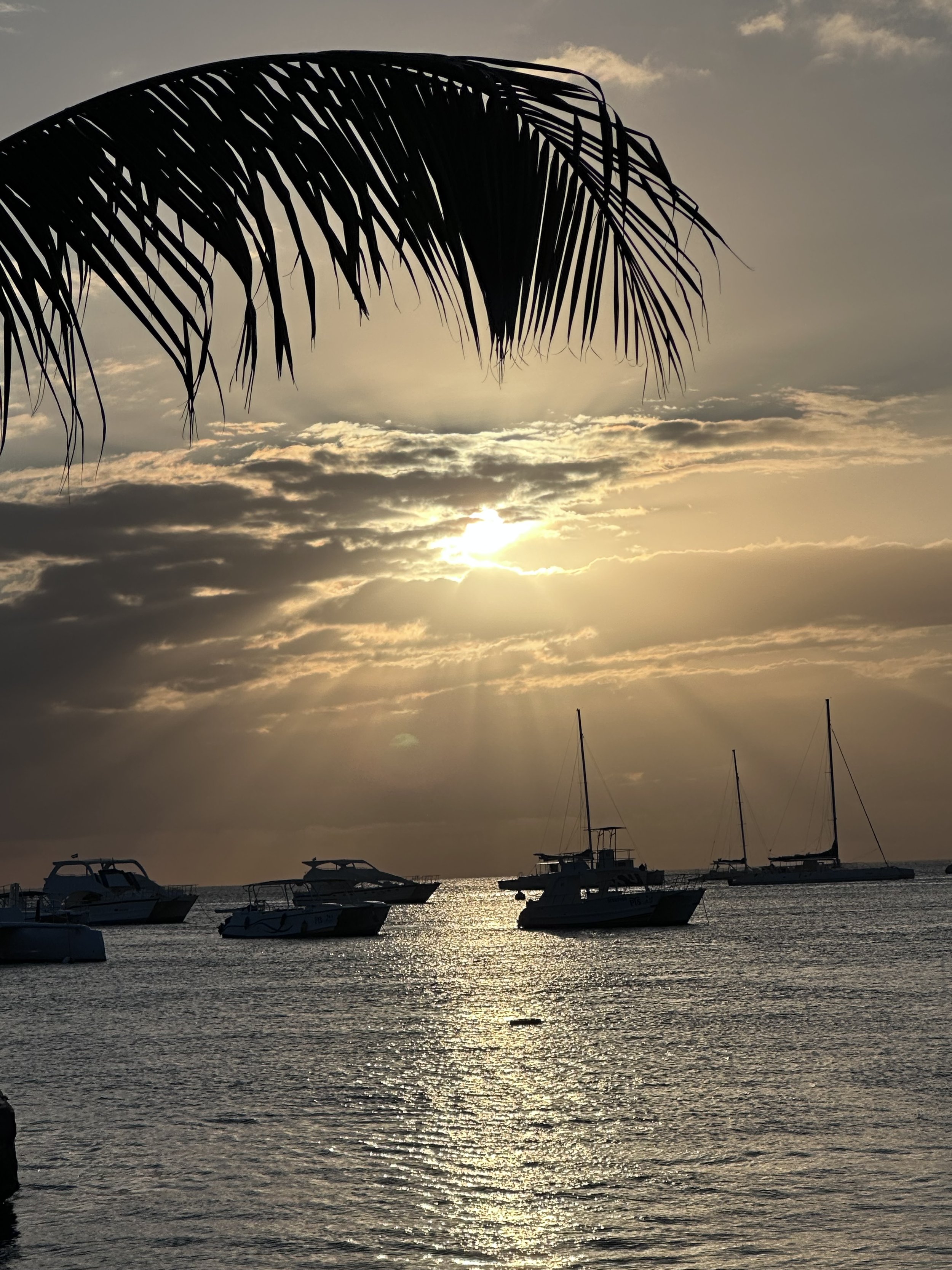 Silhouettes of boats on water at sunset with a palm frond in the foreground and clouds in the sky.