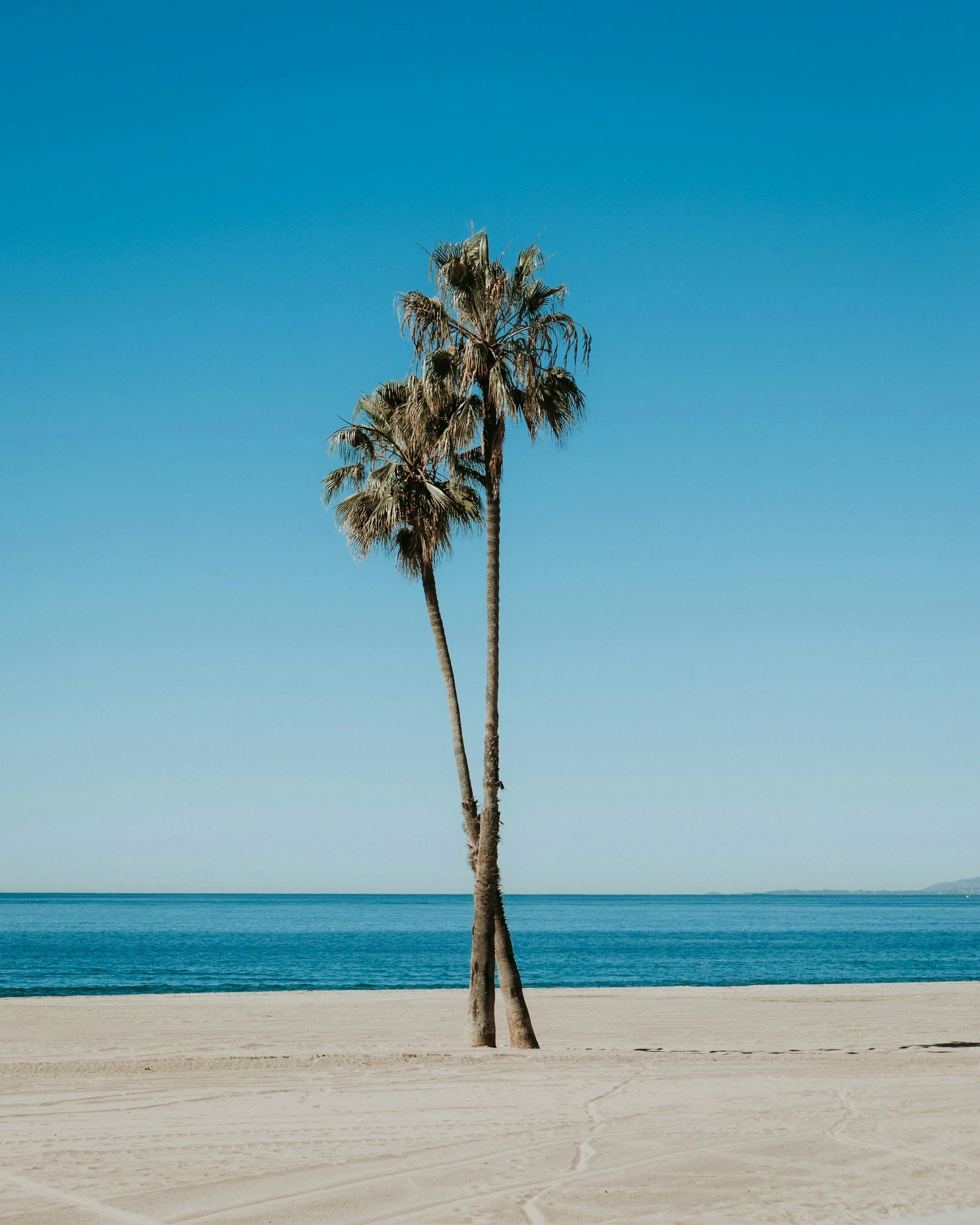 Two tall palm trees standing on a sandy beach with the ocean and blue sky in the background.