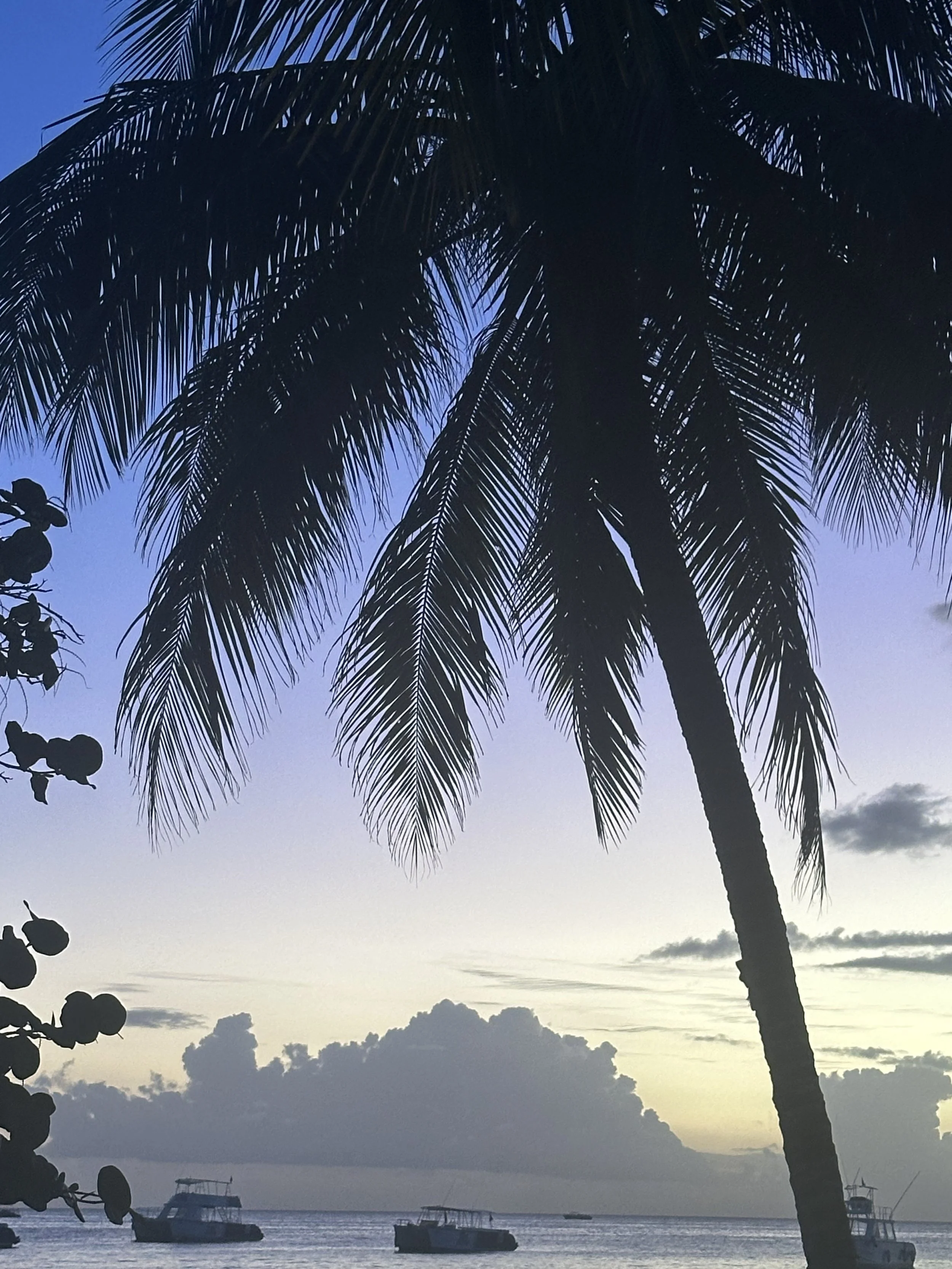 Silhouette of a palm tree against a sunset sky over the ocean, with boats floating on the water.