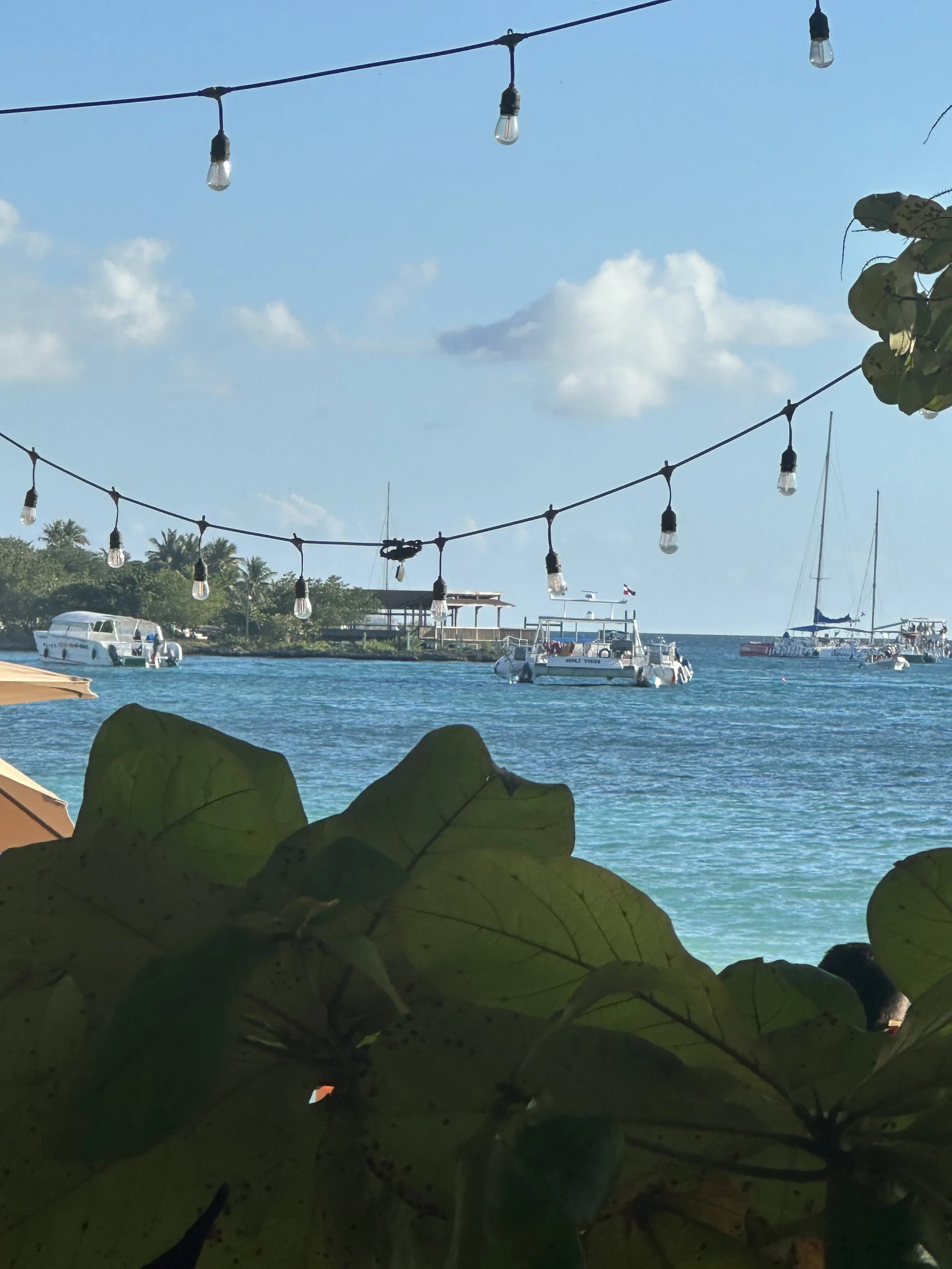 String of outdoor hanging light bulbs above a marina with boats and a blue sky in the background, partially obscured by large green leaves in the foreground.