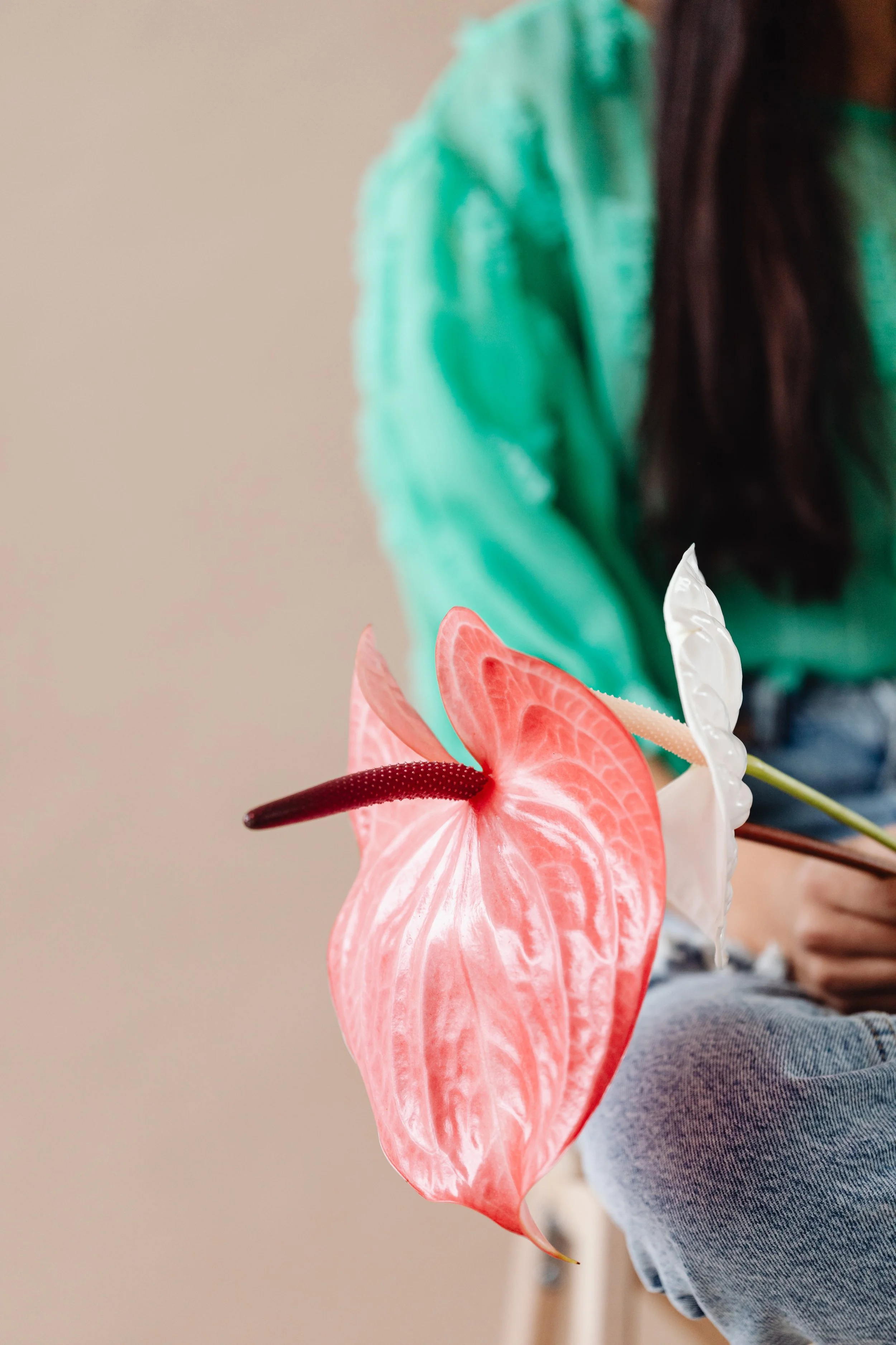 Close-up of a vibrant pink anthurium flower with a dark red spadix, held by a person wearing a gray top and blue denim pants, with a blurred background.
