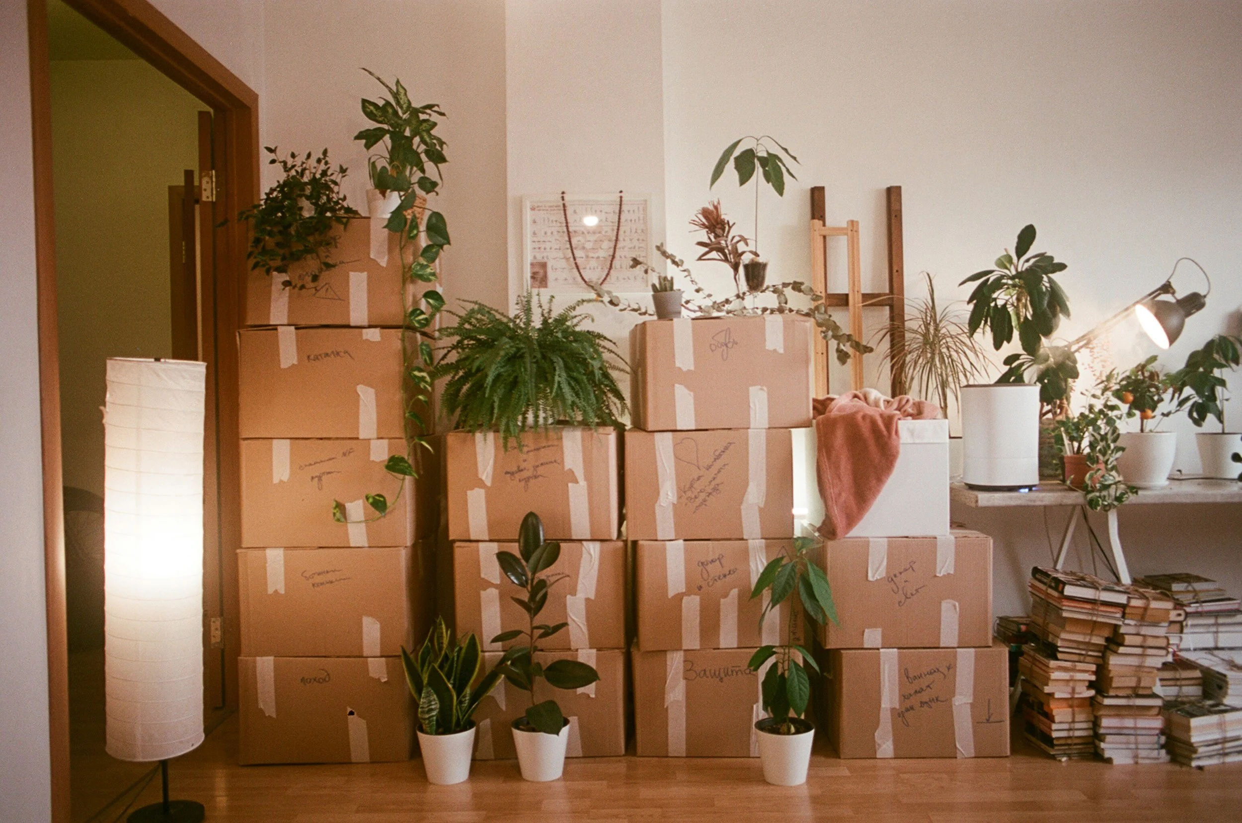 Room with stacked cardboard boxes, potted plants, and a tall white floor lamp. The boxes have handwritten labels and tape. Some plants are on top of boxes, and others are in white pots on the floor and on a shelf. A soft light illuminates the space.
