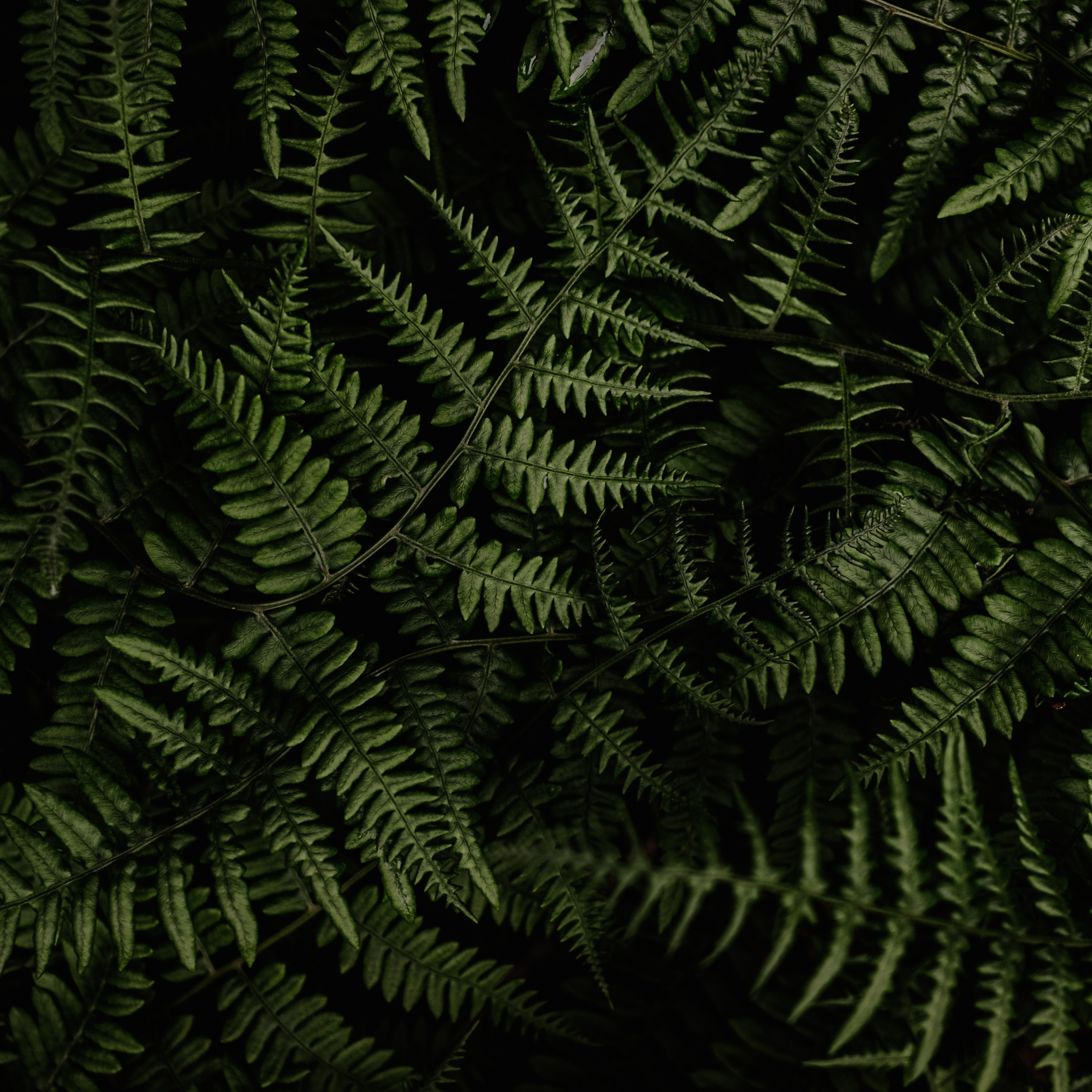 Square Fern.png