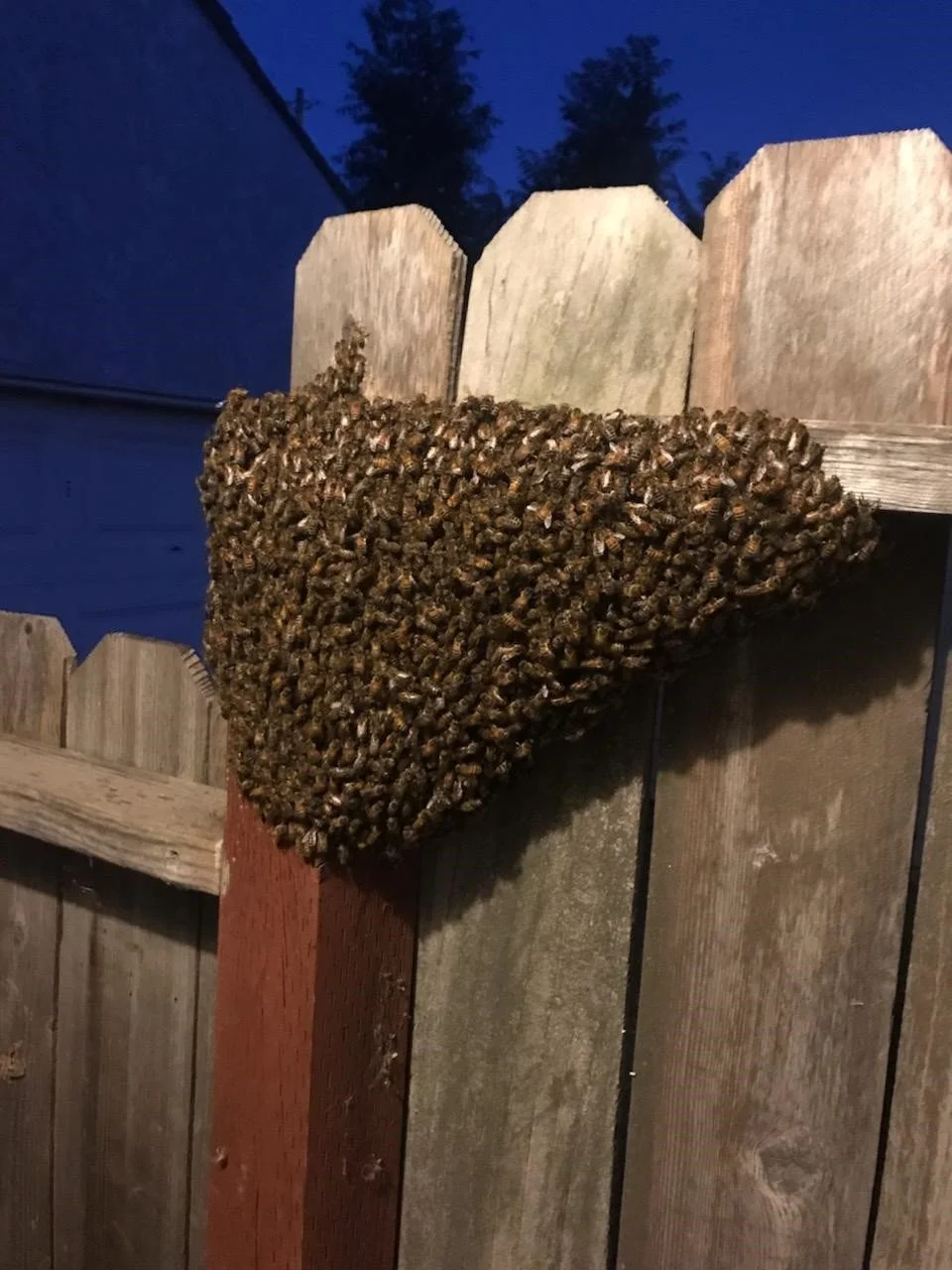 🐝 Swarm Removal – Safe, Local, Humane