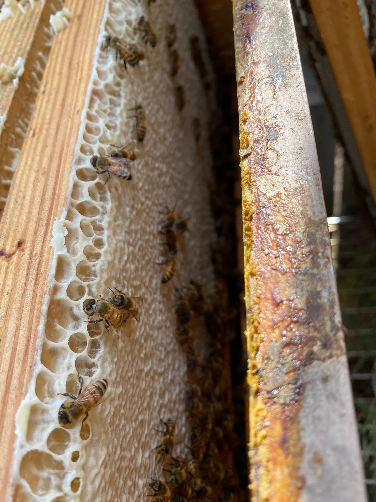 Inside peek in a honey frame